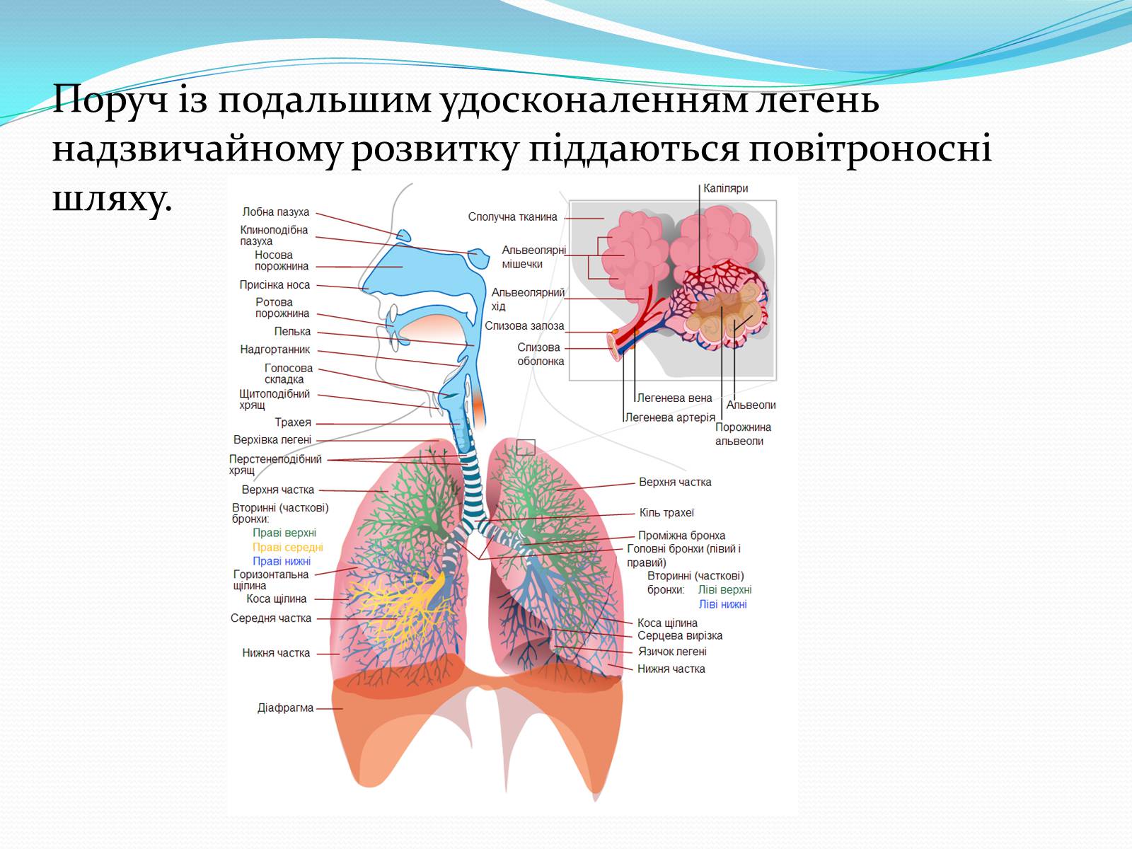 Презентація на тему «Еволюція дихальної системи органів людини» - Слайд #3