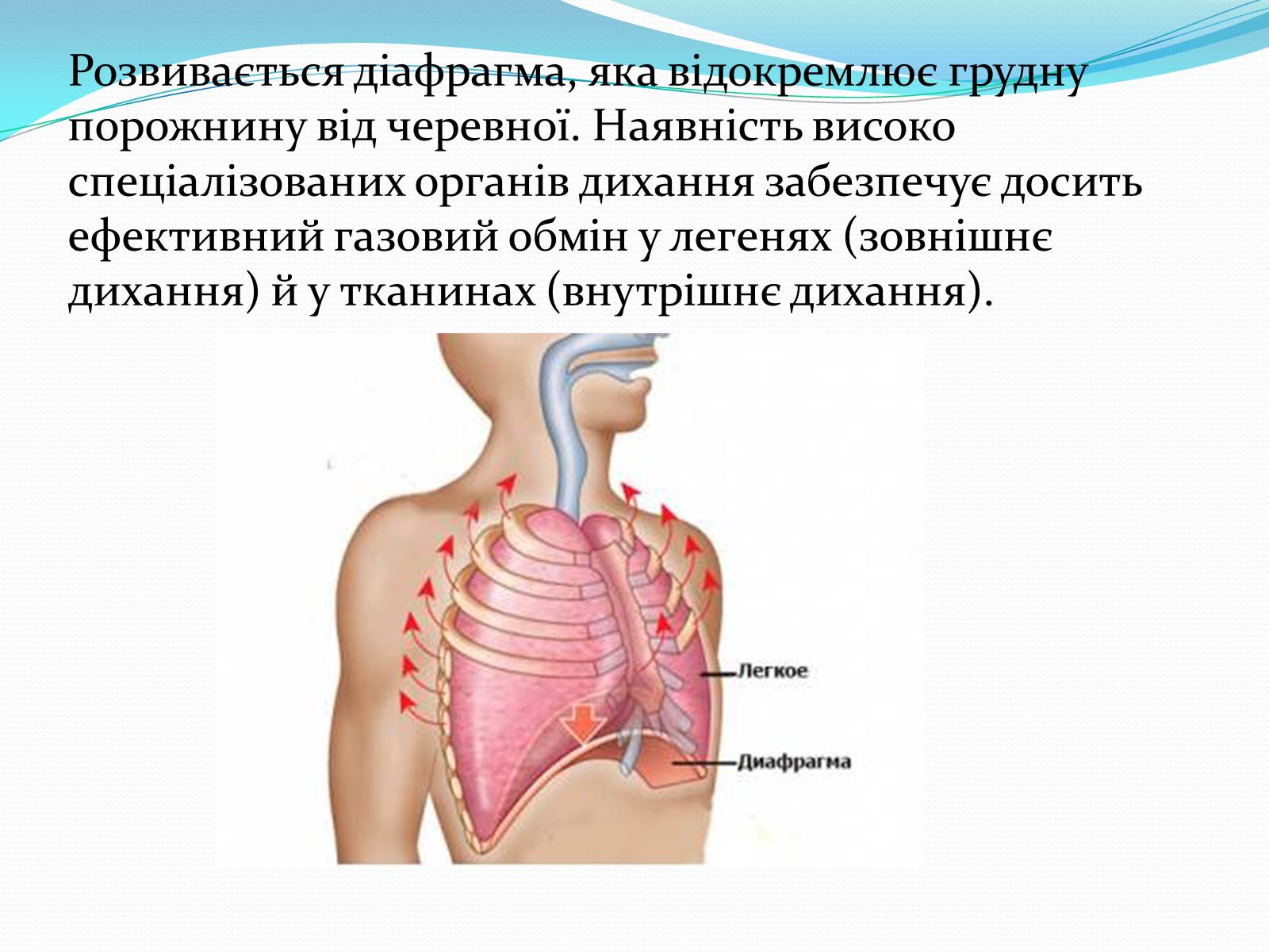 Презентація на тему «Еволюція дихальної системи органів людини» - Слайд #5