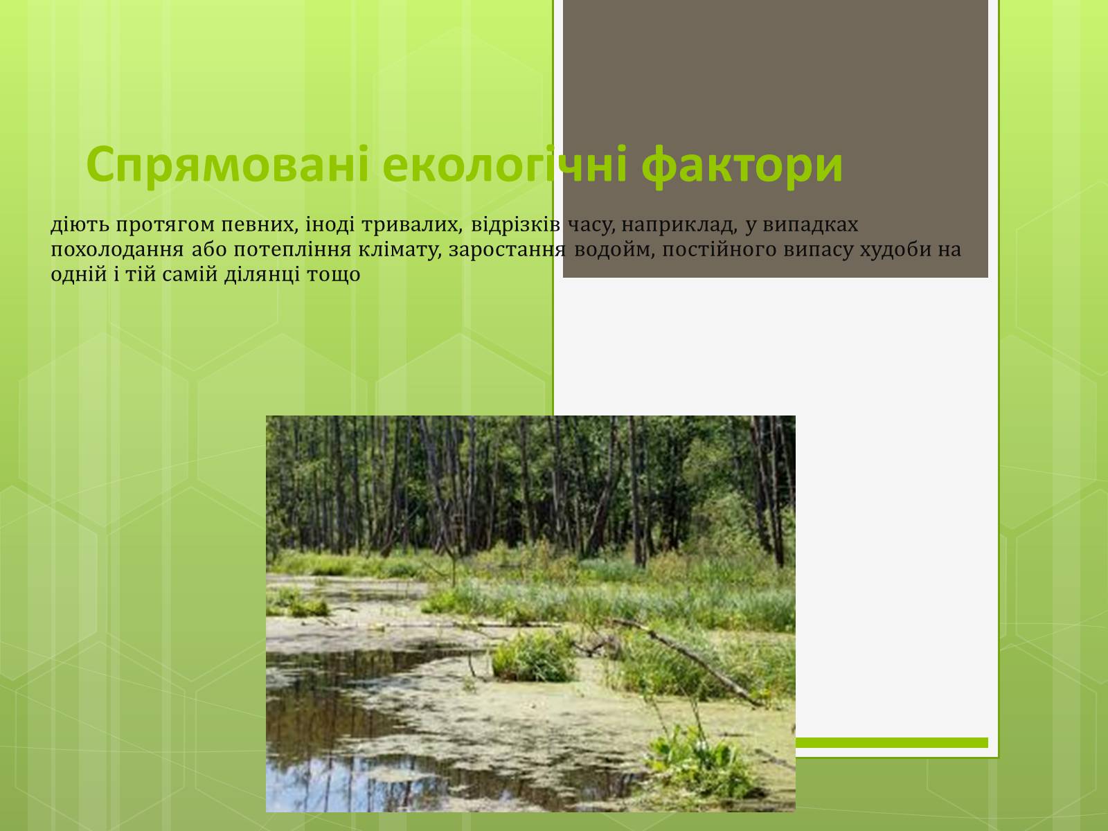 Презентація на тему «Екологічні фактори» (варіант 3) - Слайд #12