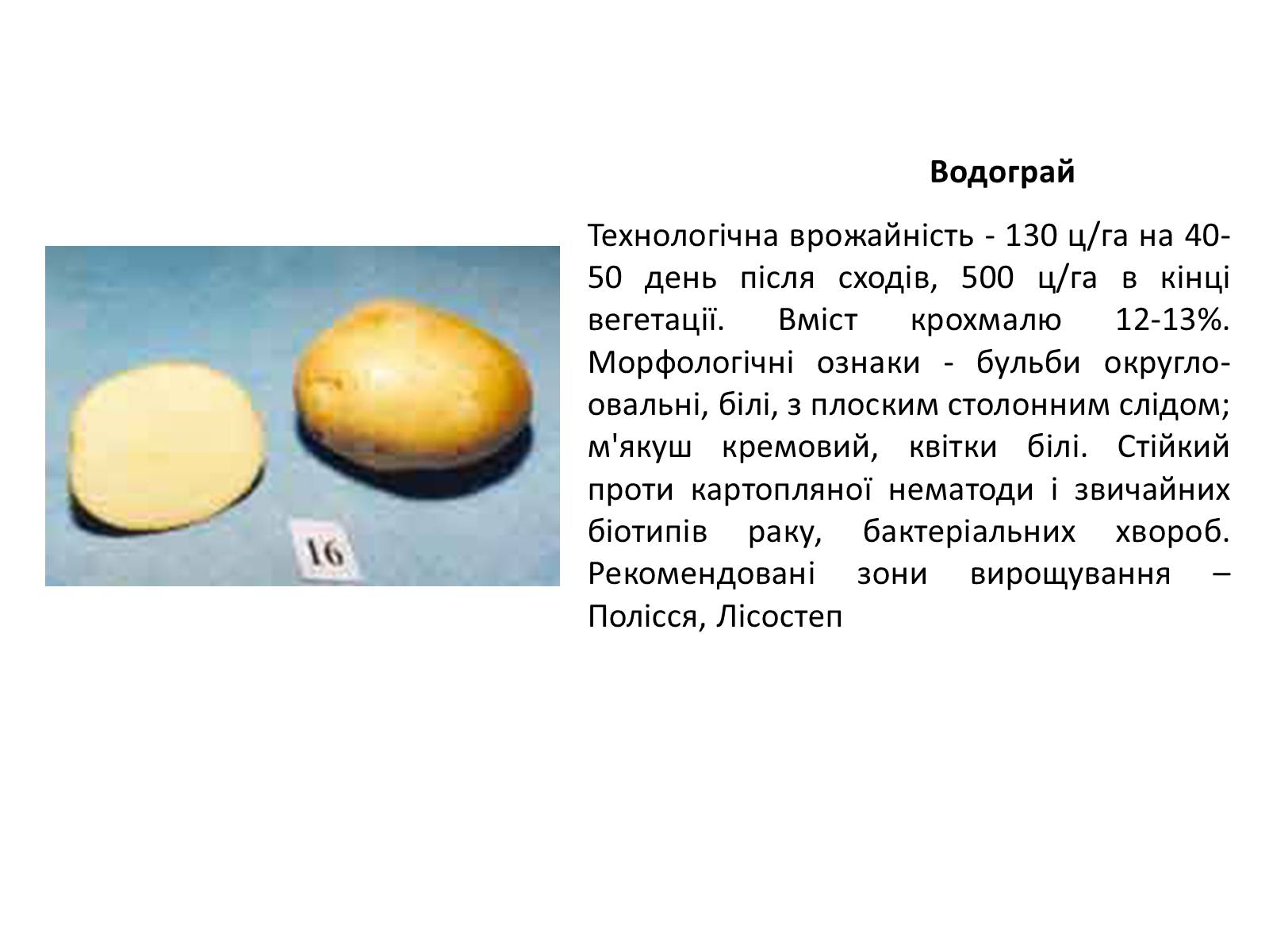Презентація на тему «Сорти картоплі поширені в Україні» - Слайд #5