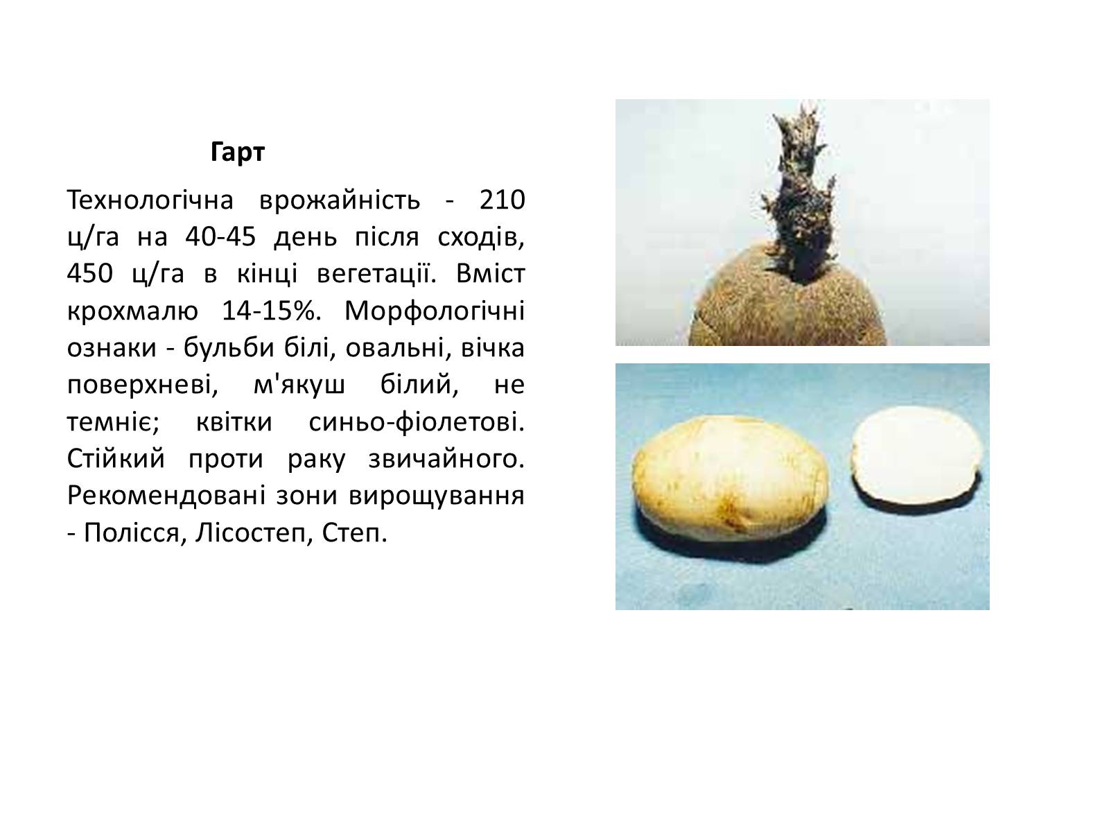 Презентація на тему «Сорти картоплі поширені в Україні» - Слайд #6