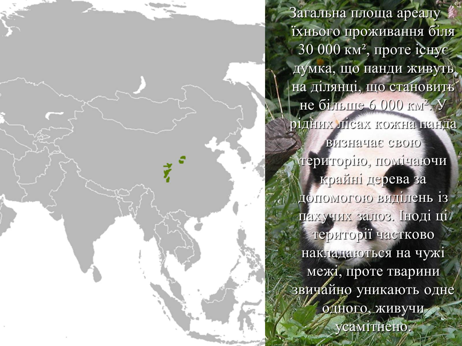Презентація на тему «Велика панда» - Слайд #6