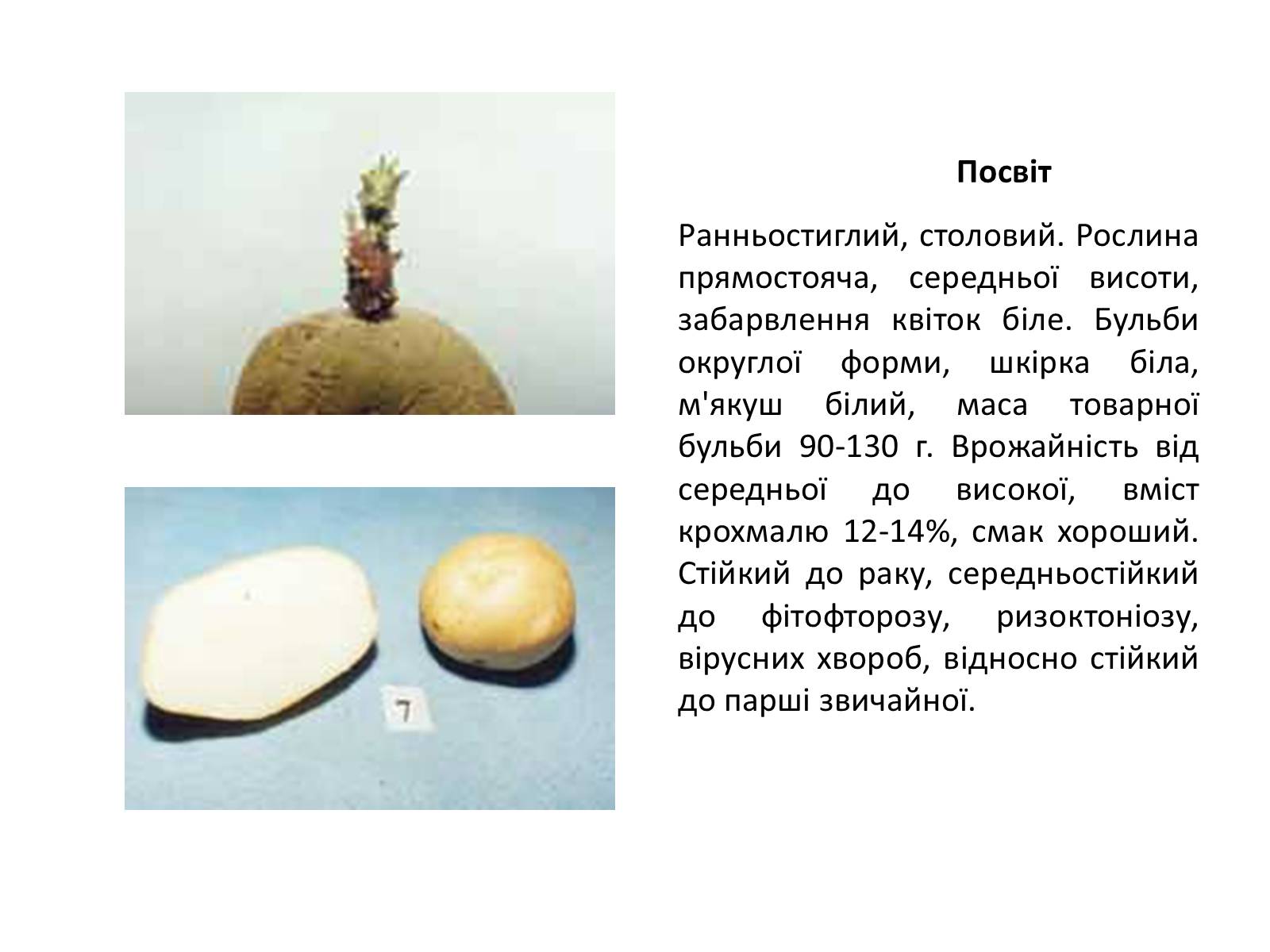 Презентація на тему «Сорти картоплі поширені в Україні» - Слайд #10
