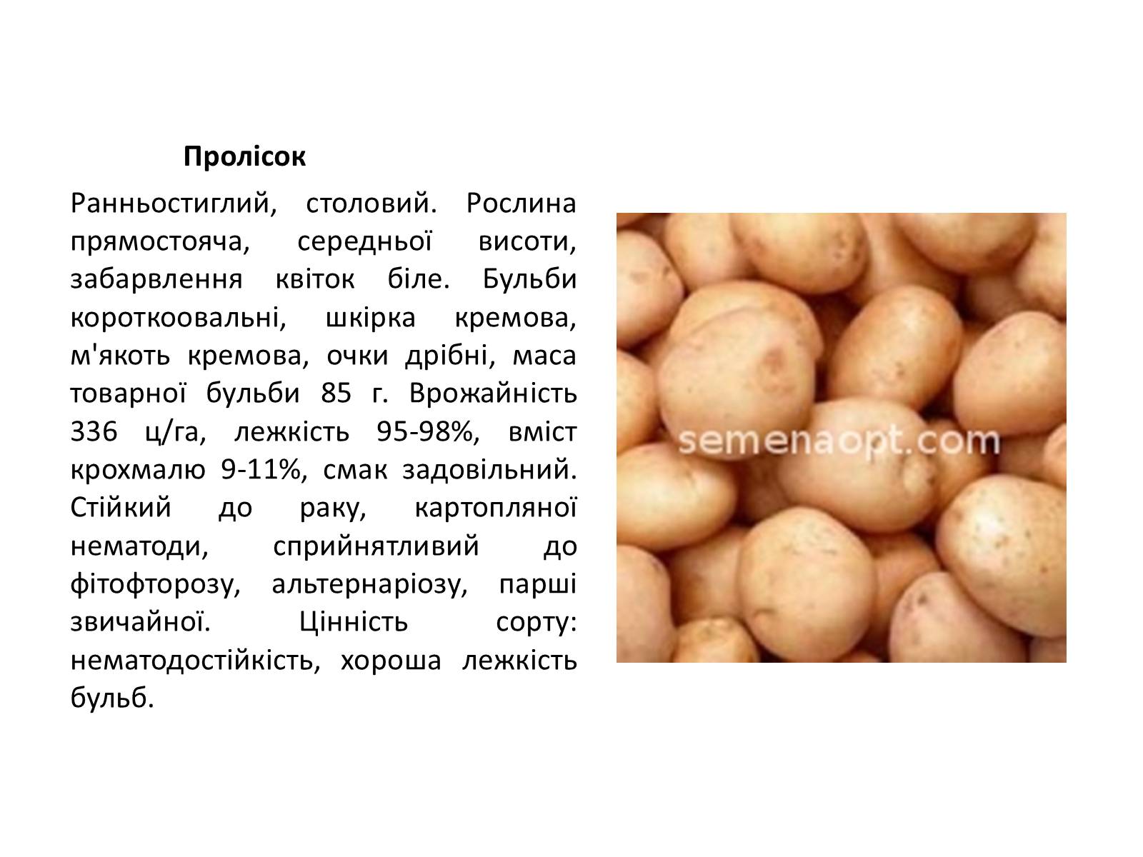 Презентація на тему «Сорти картоплі поширені в Україні» - Слайд #11