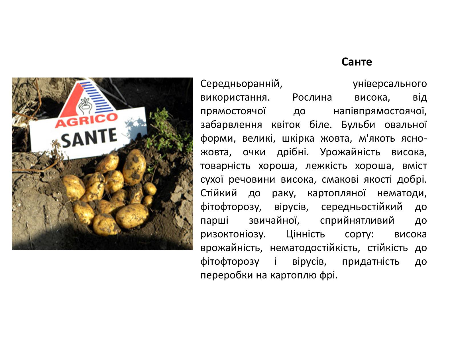 Презентація на тему «Сорти картоплі поширені в Україні» - Слайд #12