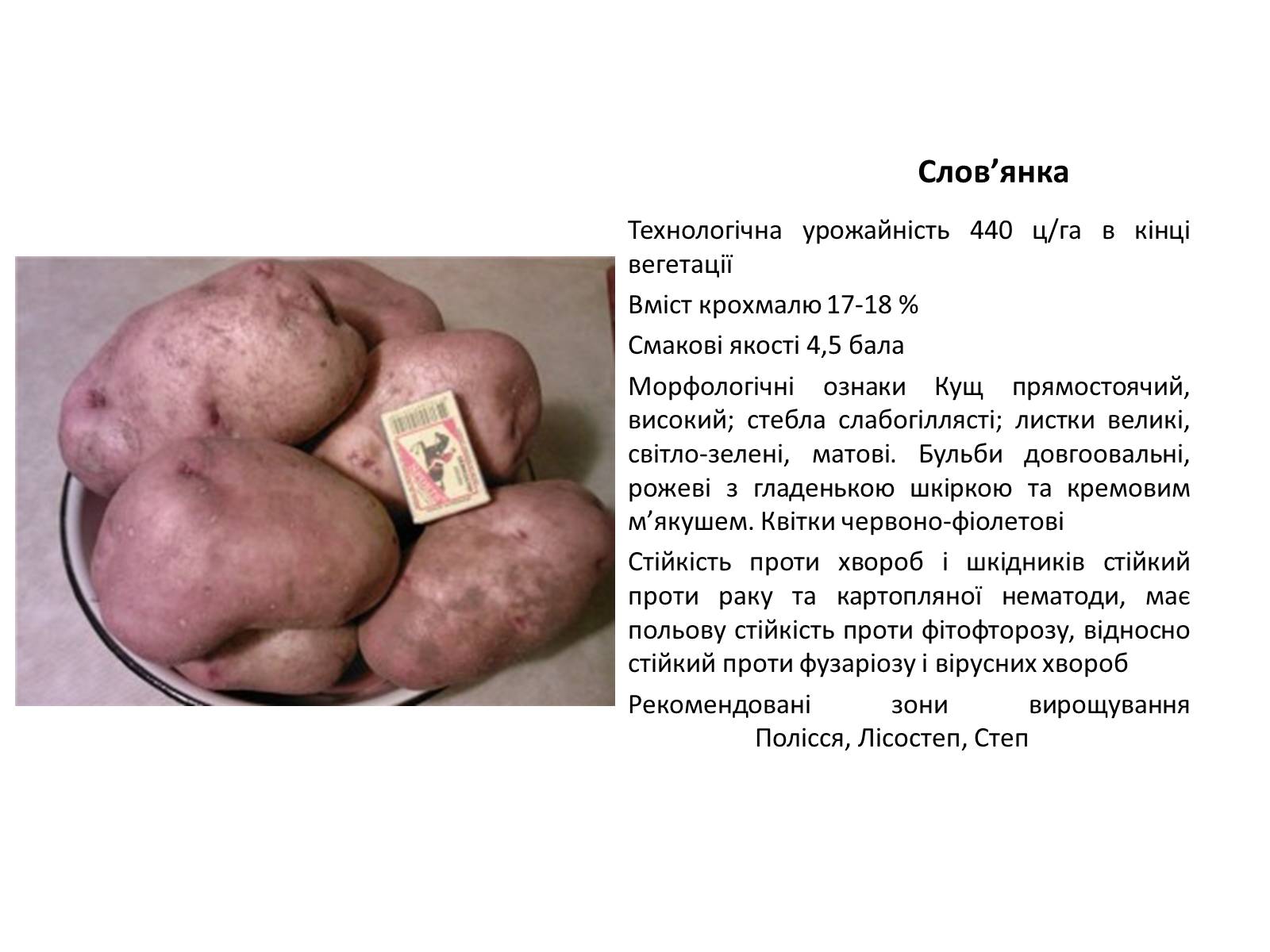 Презентація на тему «Сорти картоплі поширені в Україні» - Слайд #13