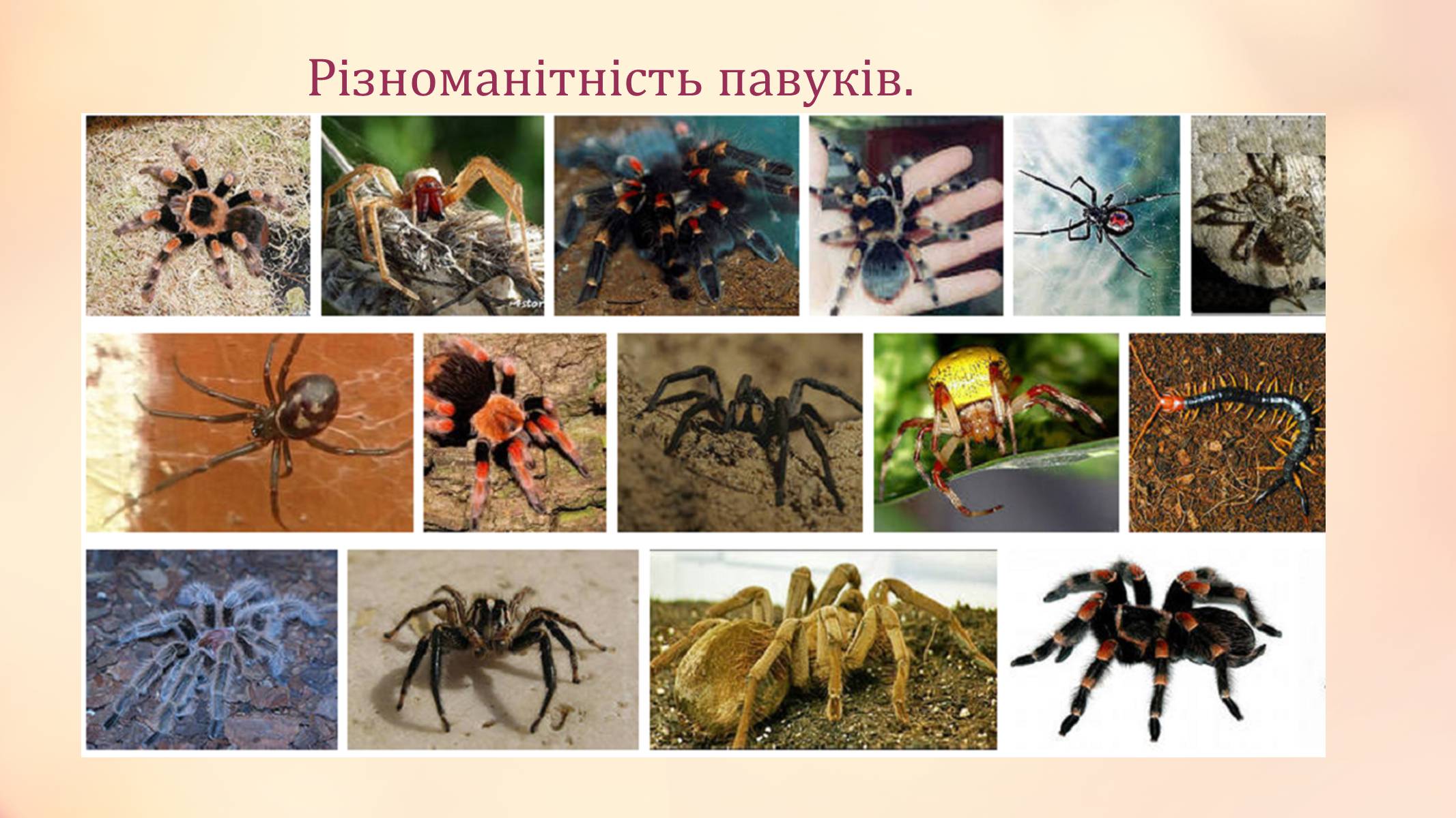 энциклопедия пауков с фото