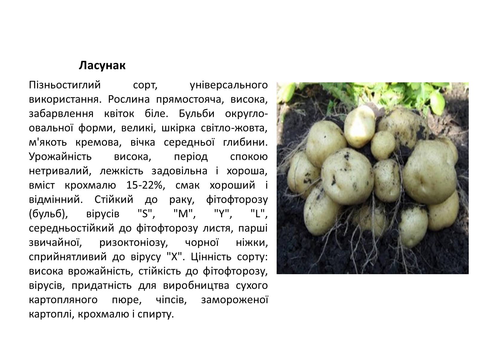 Презентація на тему «Сорти картоплі поширені в Україні» - Слайд #16