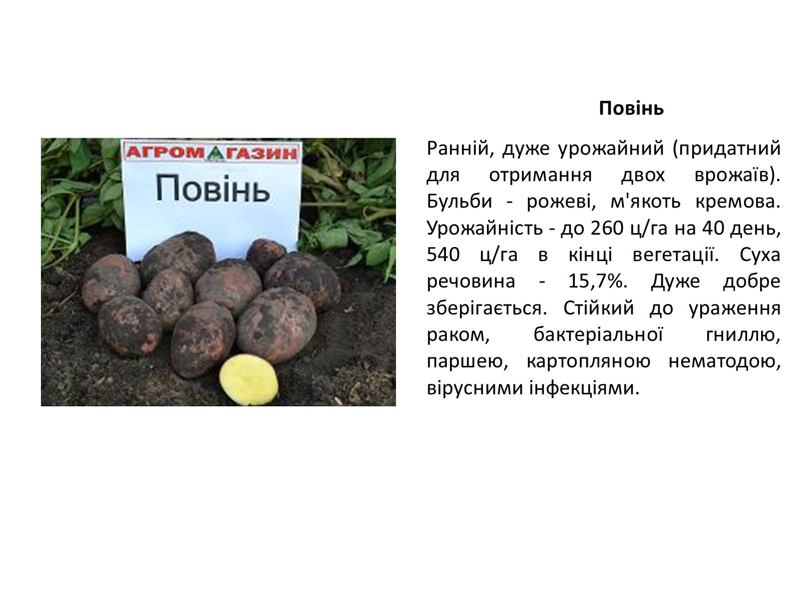 Презентація на тему «Сорти картоплі поширені в Україні» - Слайд #17