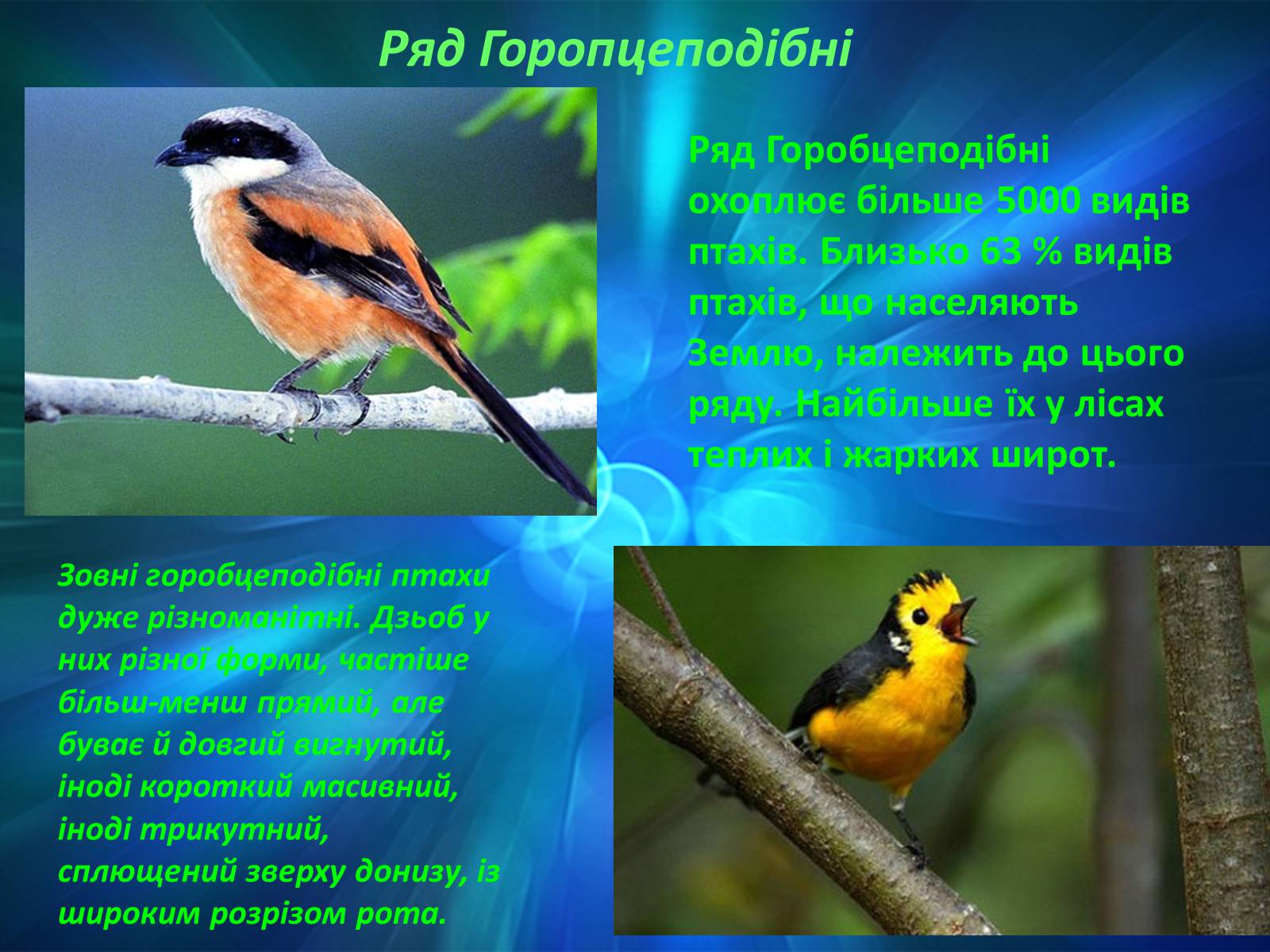 Презентація на тему «Різноманітність птахів» (варіант 2) - Слайд #3
