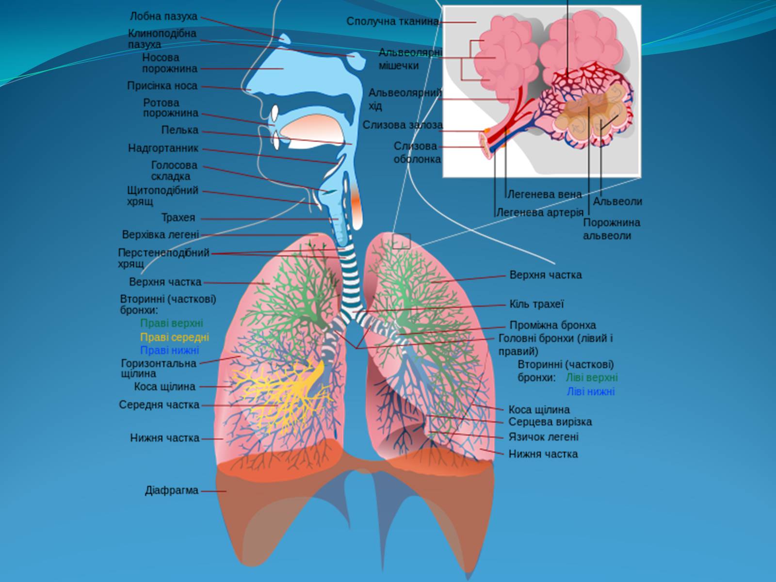 Презентація на тему «Дихальна система» (варіант 2) - Слайд #4