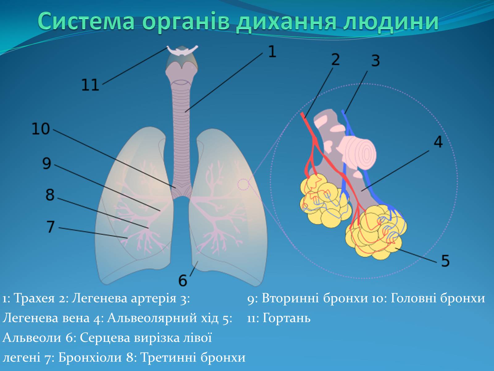 Презентація на тему «Дихальна система» (варіант 2) - Слайд #5
