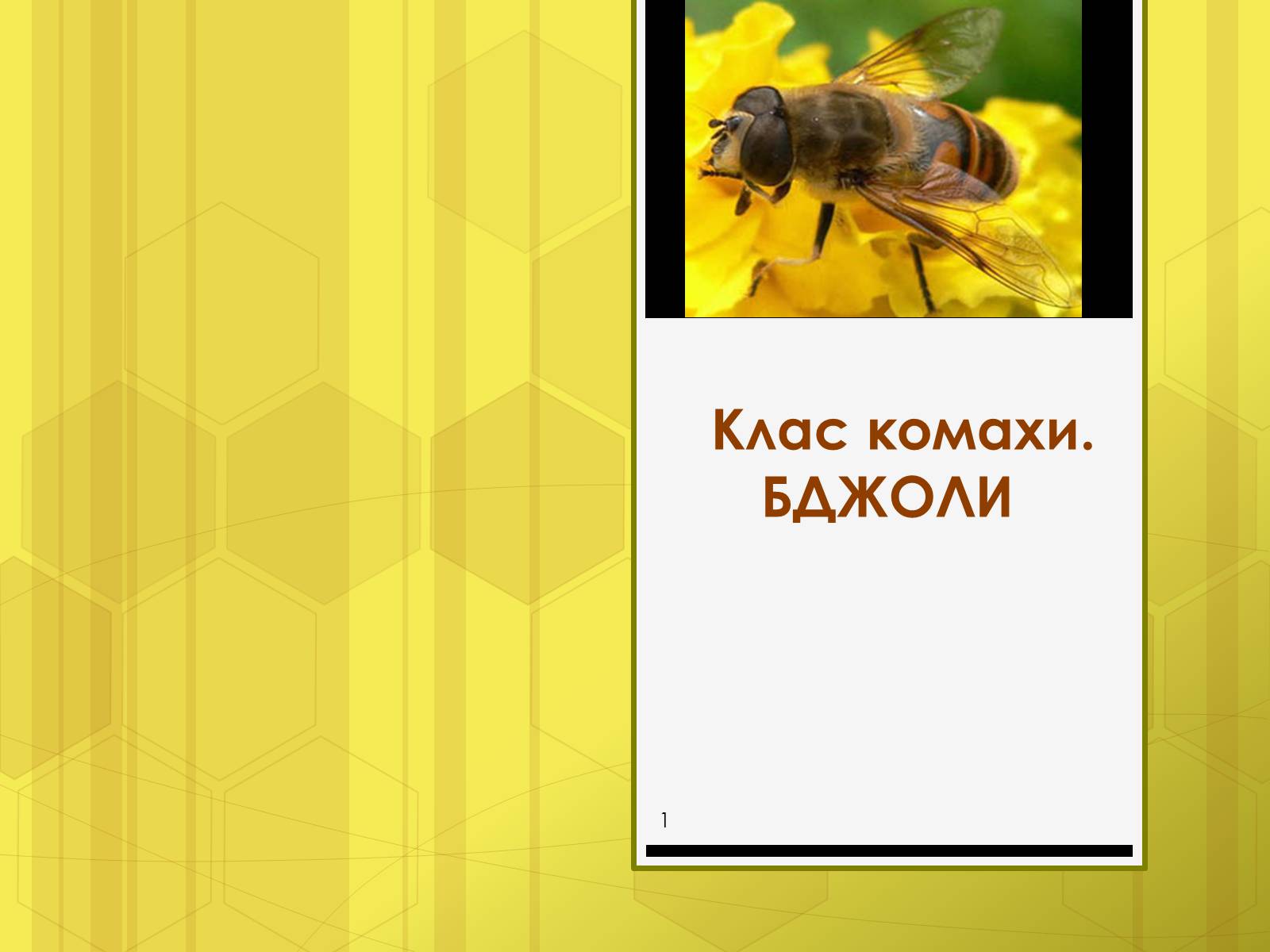 Презентація на тему «Клас комахи» - Слайд #1