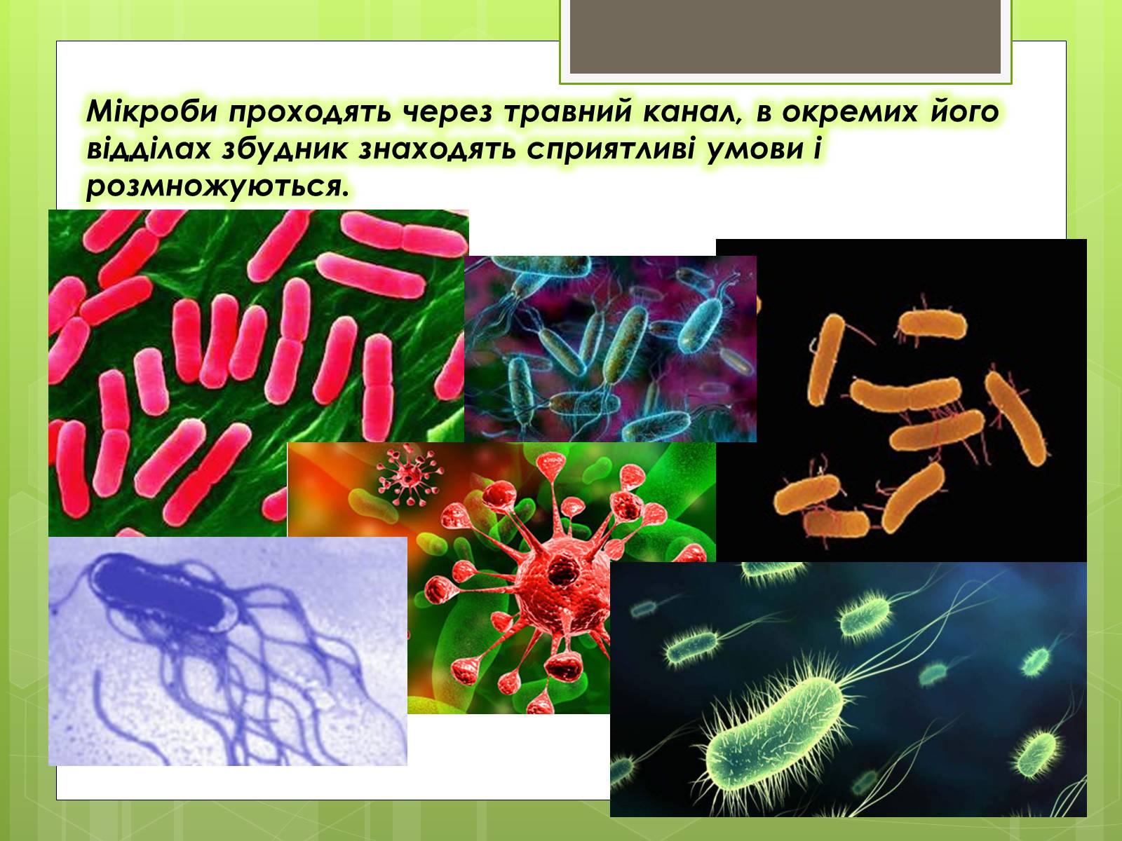 Презентація на тему «Кишкові інфекції» - Слайд #13
