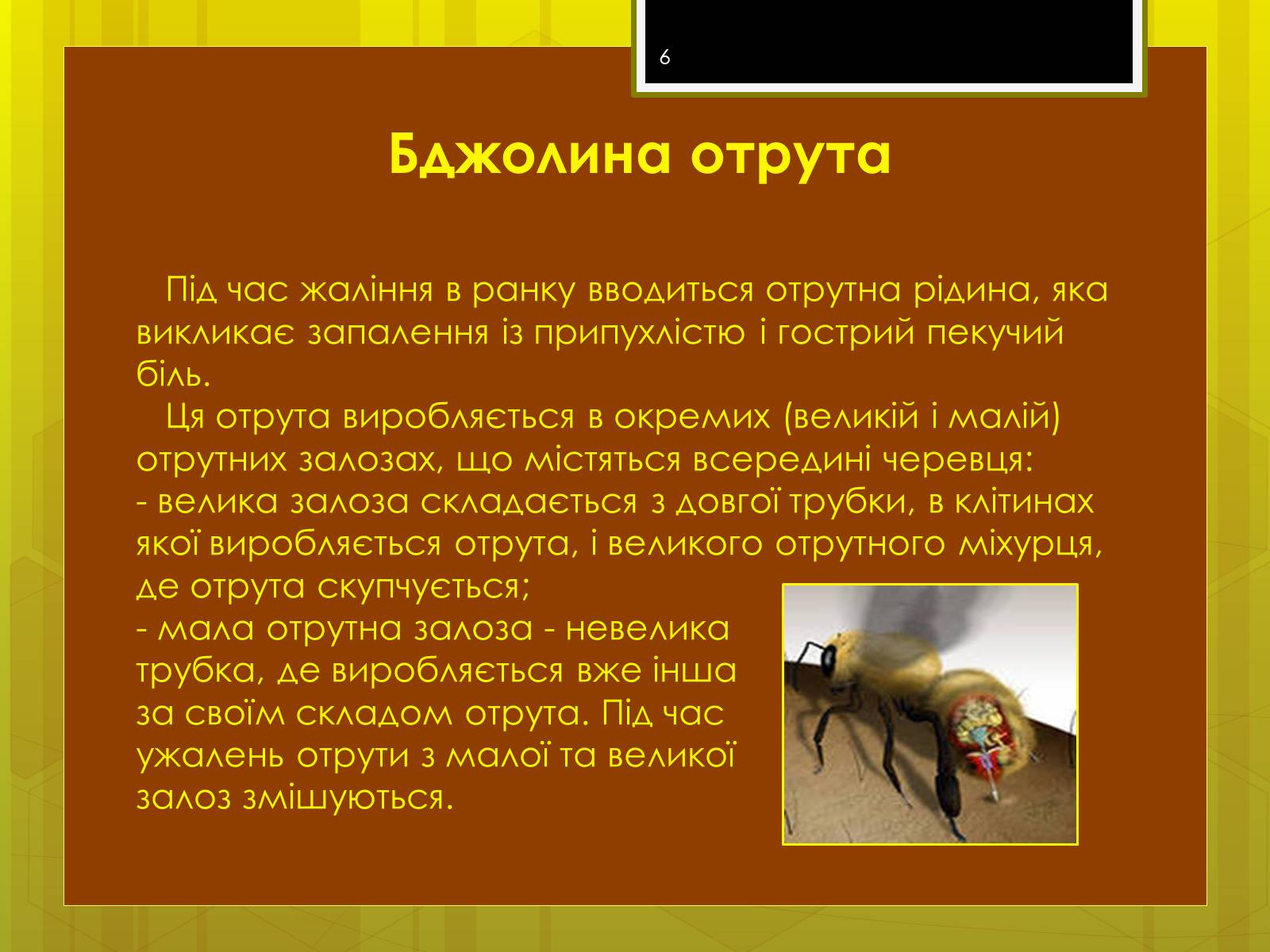 Презентація на тему «Клас комахи» - Слайд #6