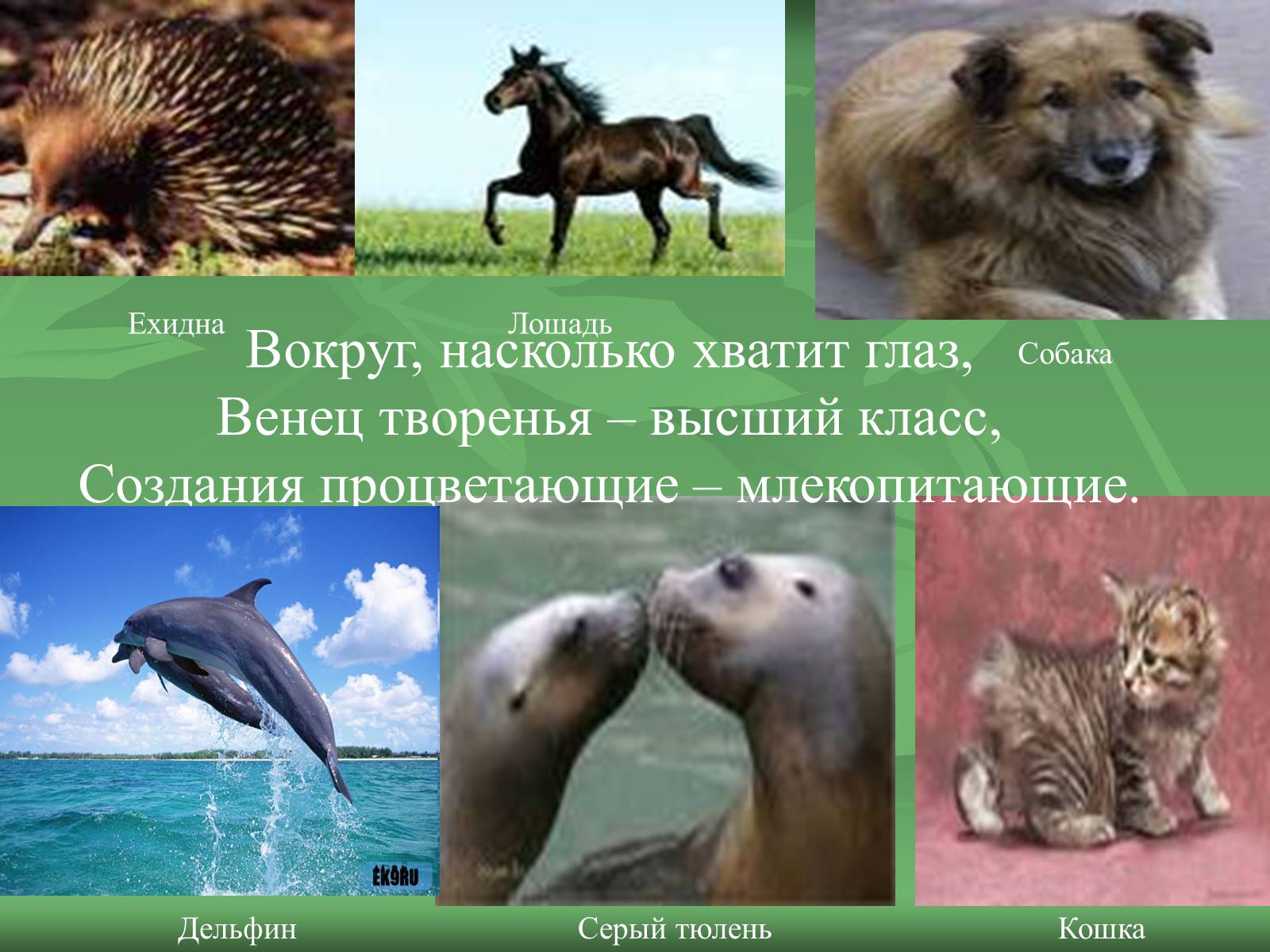 Презентація на тему «Класс Млекопитающие» (варіант 1) - Слайд #4