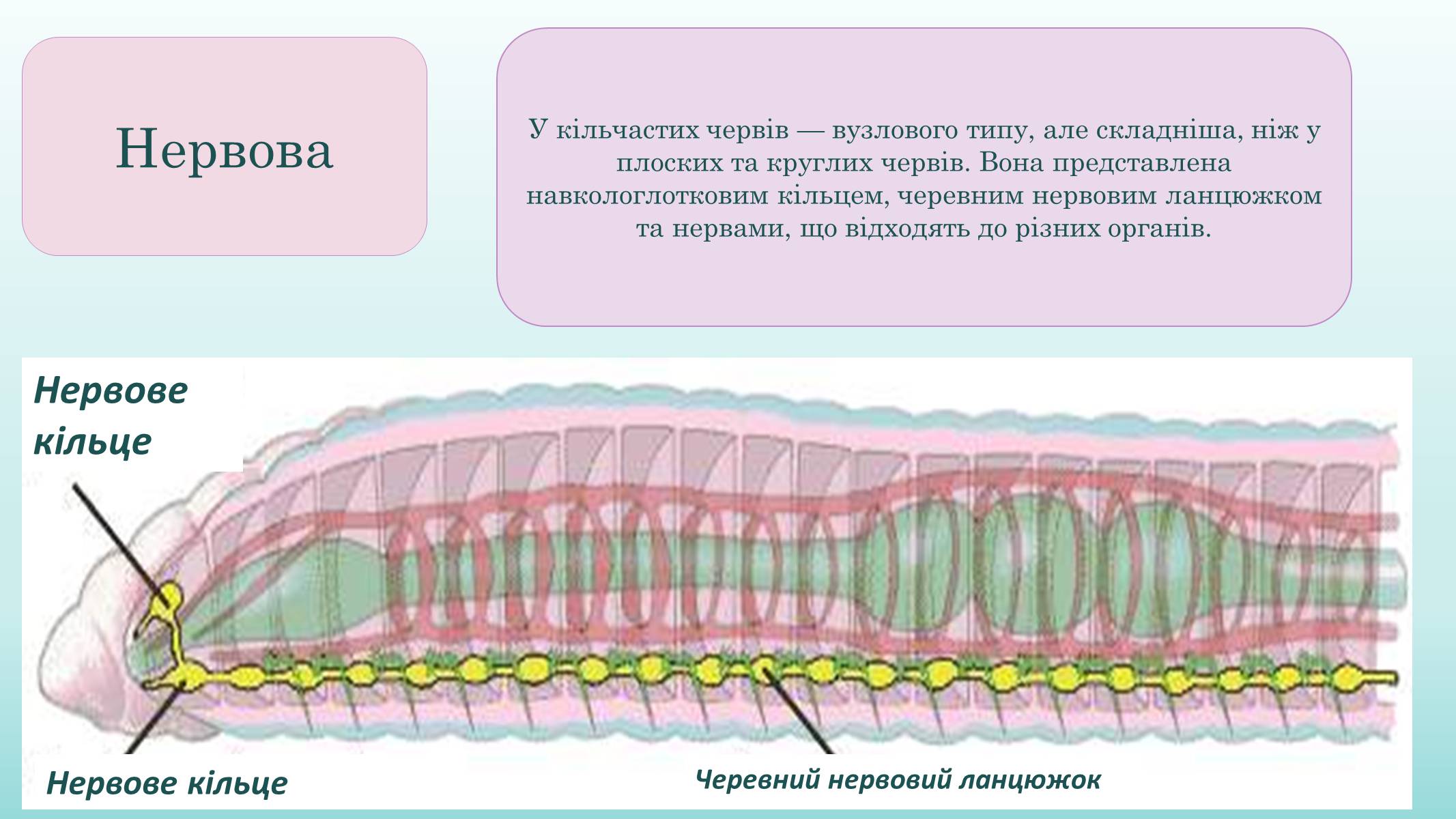 Органы выделительной системы червя. Нервная система дождевых червей. Выделительная система кольчатых червей. Тип кольчатые черви выделительная система. Малощетинковые черви нервная система.