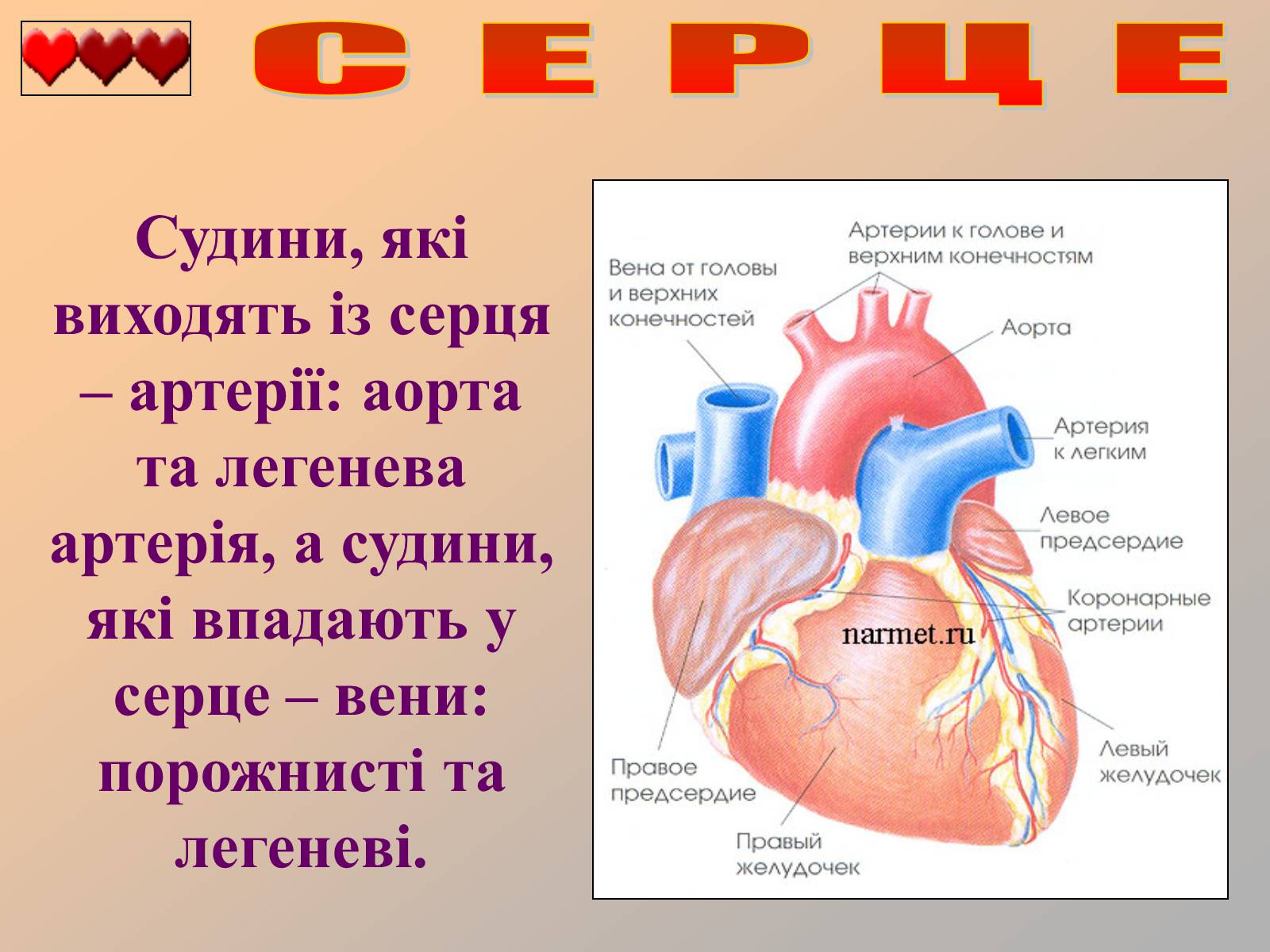 Презентація на тему «Серце людини» (варіант 1) - Слайд #5