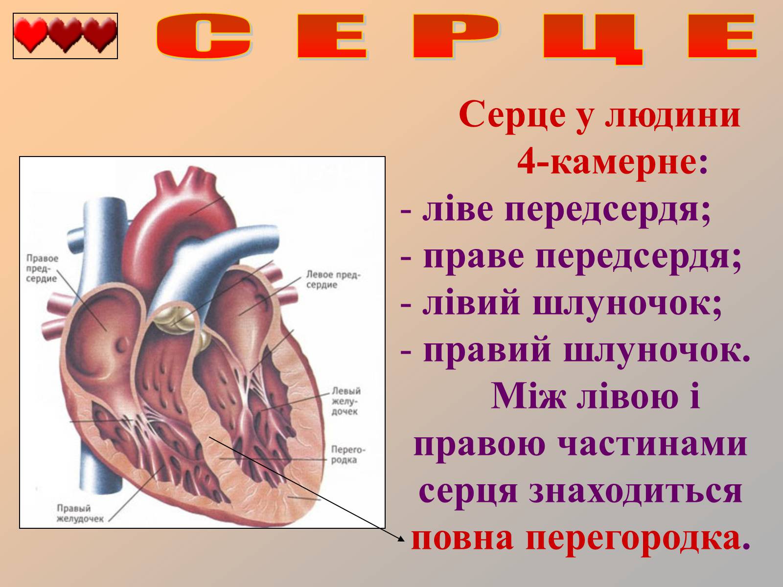 Презентація на тему «Серце людини» (варіант 1) - Слайд #6