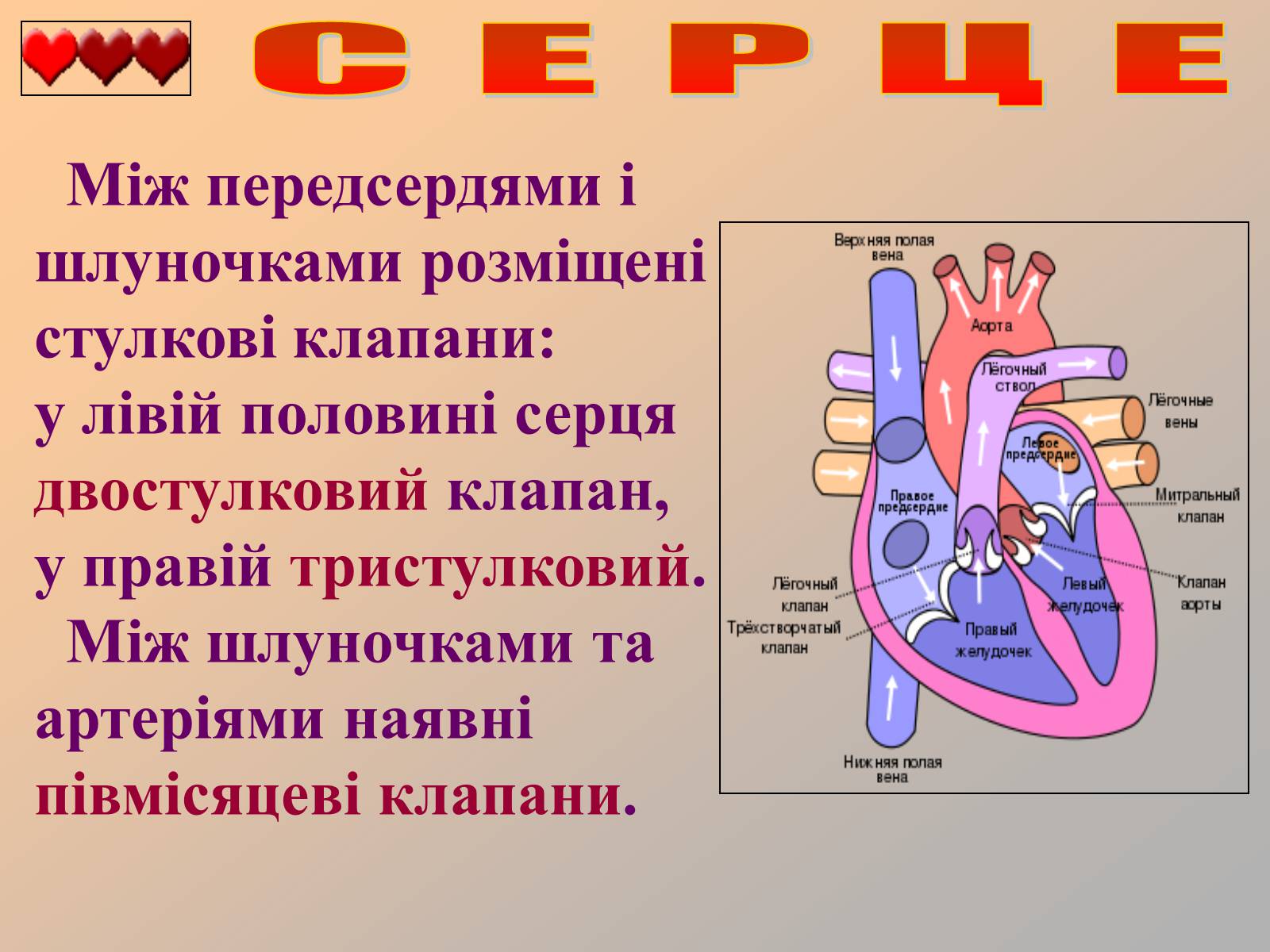 Презентація на тему «Серце людини» (варіант 1) - Слайд #7