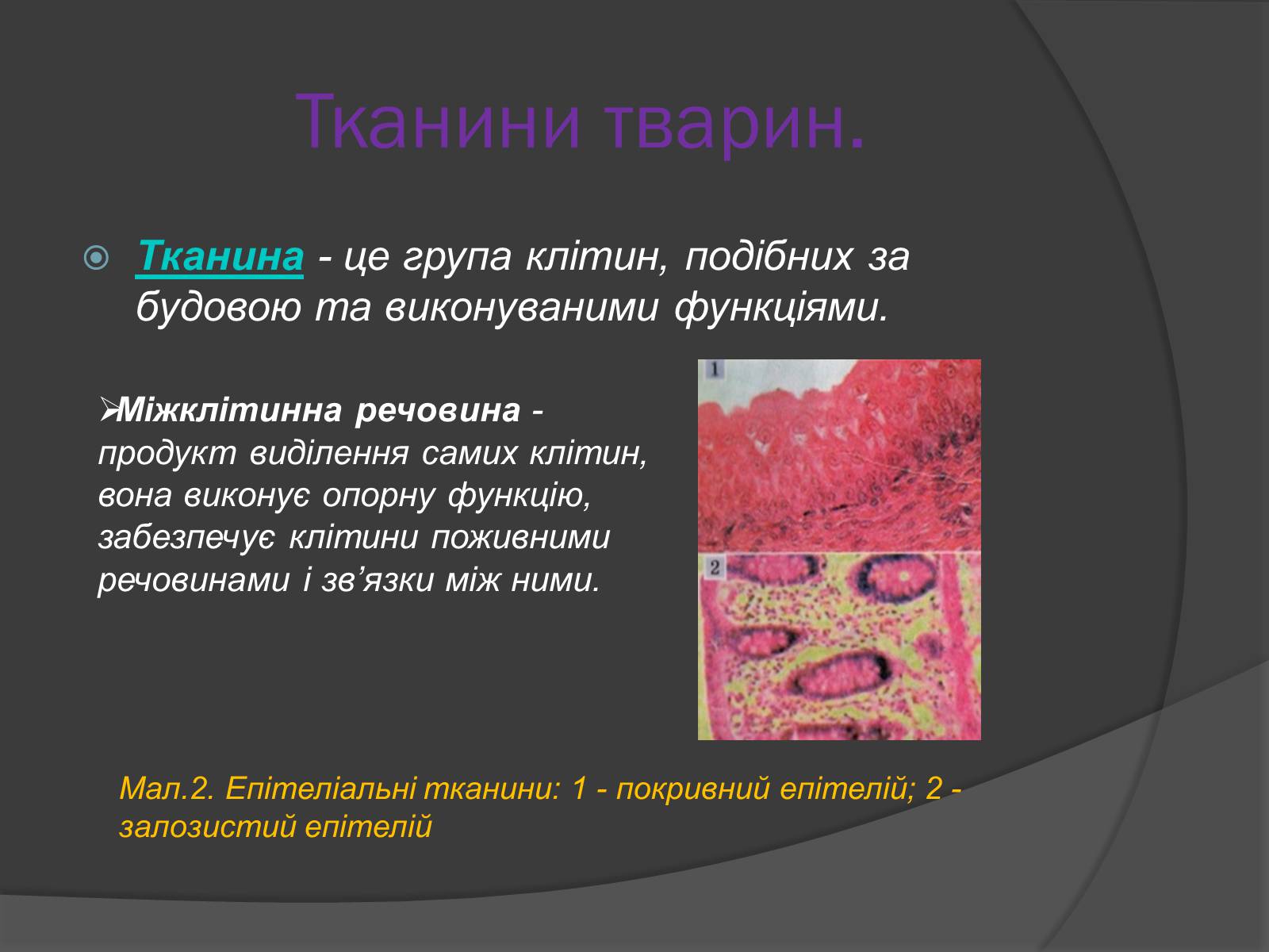 Презентація на тему «Тканини тварин» (варіант 2) - Слайд #3