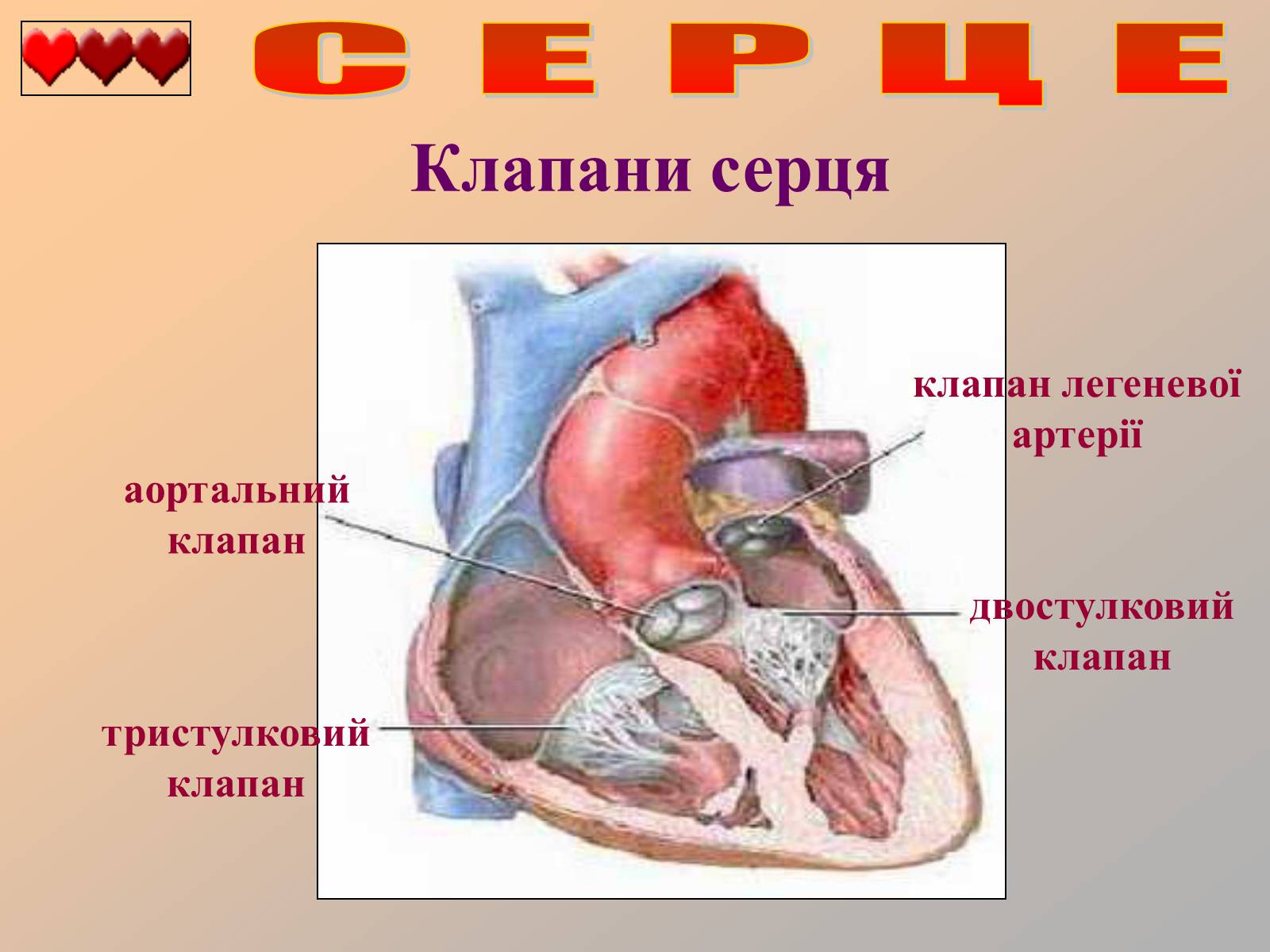 Презентація на тему «Серце людини» (варіант 1) - Слайд #8