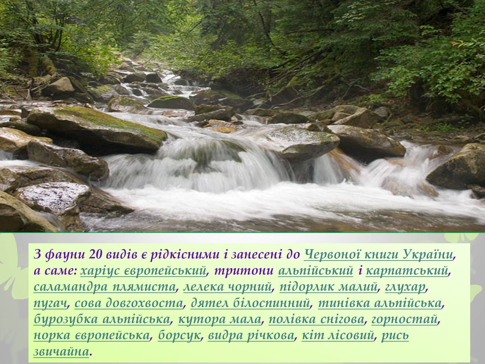 Презентація на тему «Природні заповідники України» (варіант 3) - Слайд #5