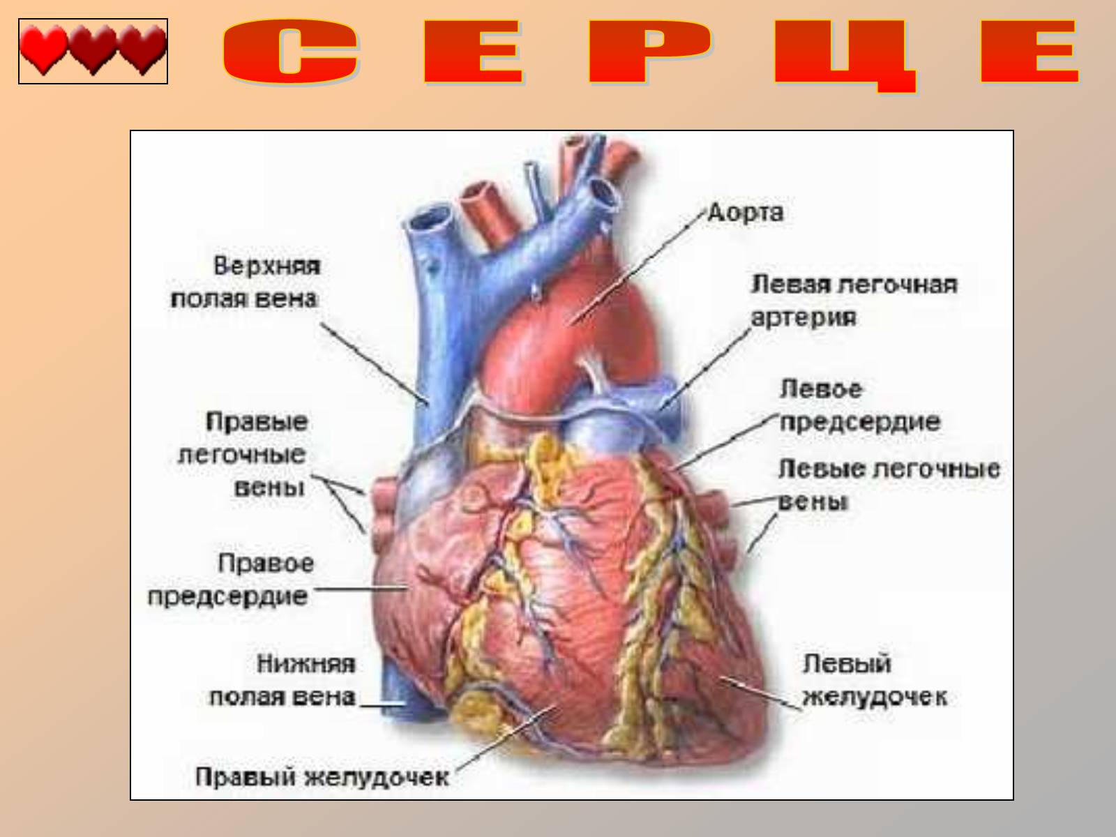 Презентація на тему «Серце людини» (варіант 1) - Слайд #10