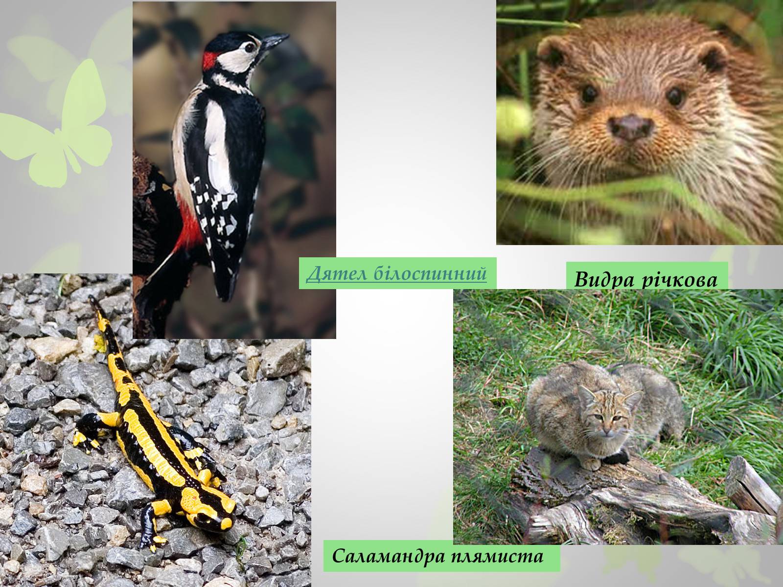 Презентація на тему «Природні заповідники України» (варіант 3) - Слайд #6