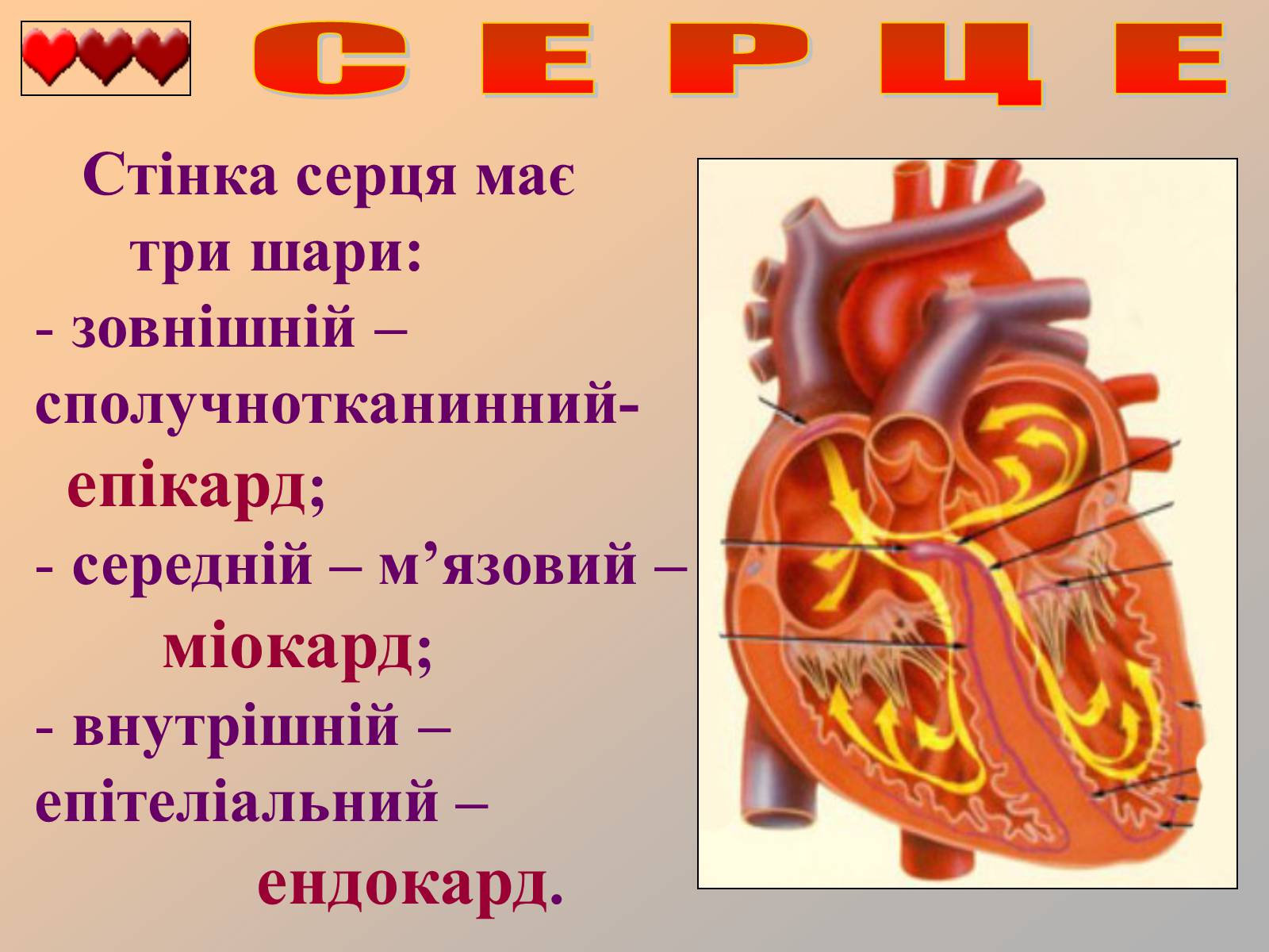 Презентація на тему «Серце людини» (варіант 1) - Слайд #11