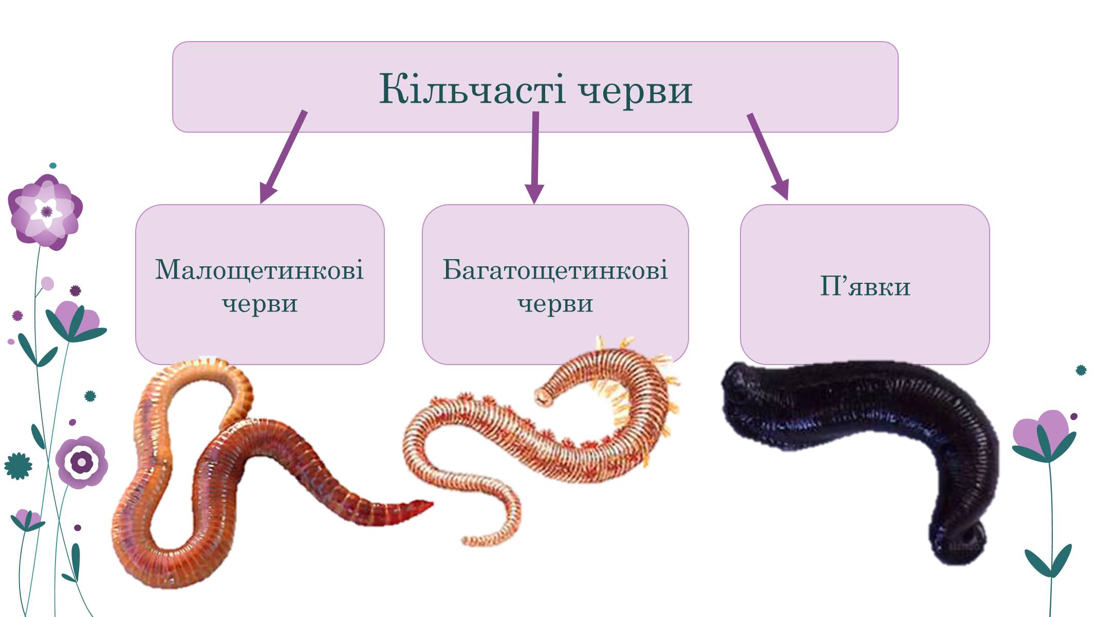 Презентація на тему «Кільчасті черви» - Слайд #15