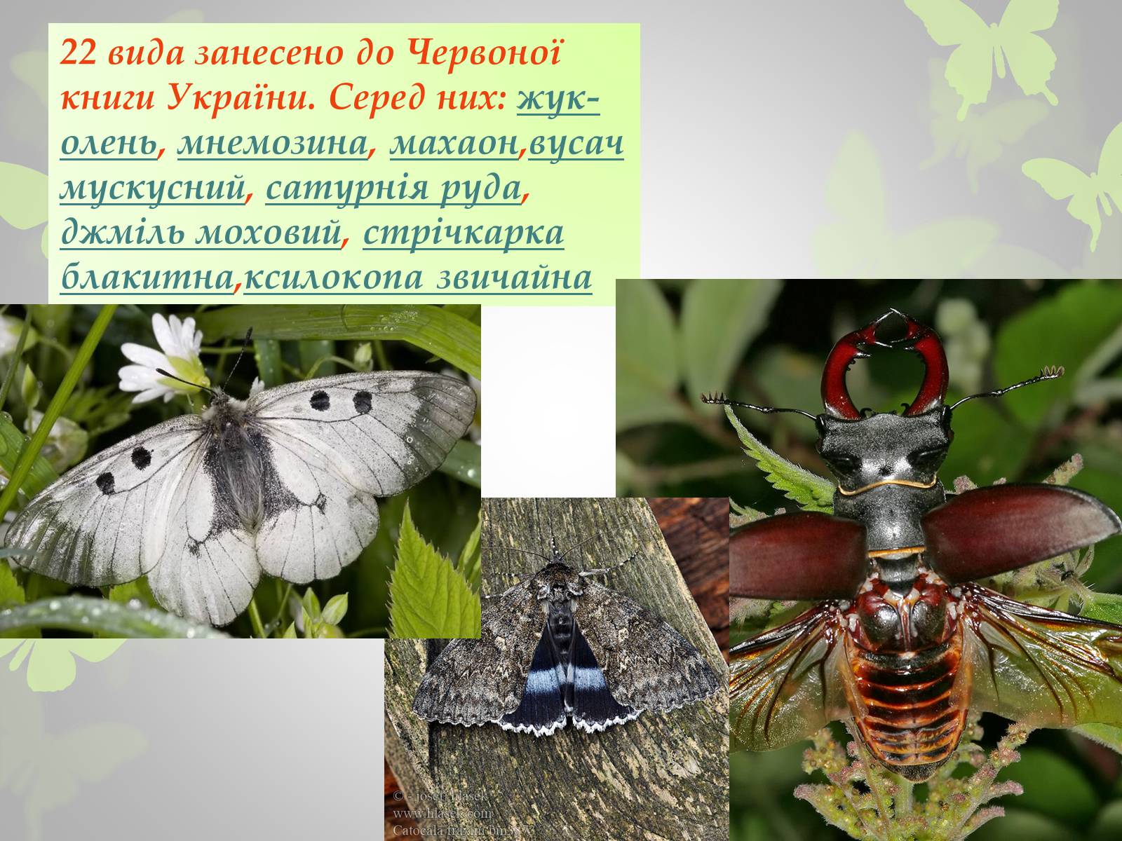 Презентація на тему «Природні заповідники України» (варіант 3) - Слайд #8