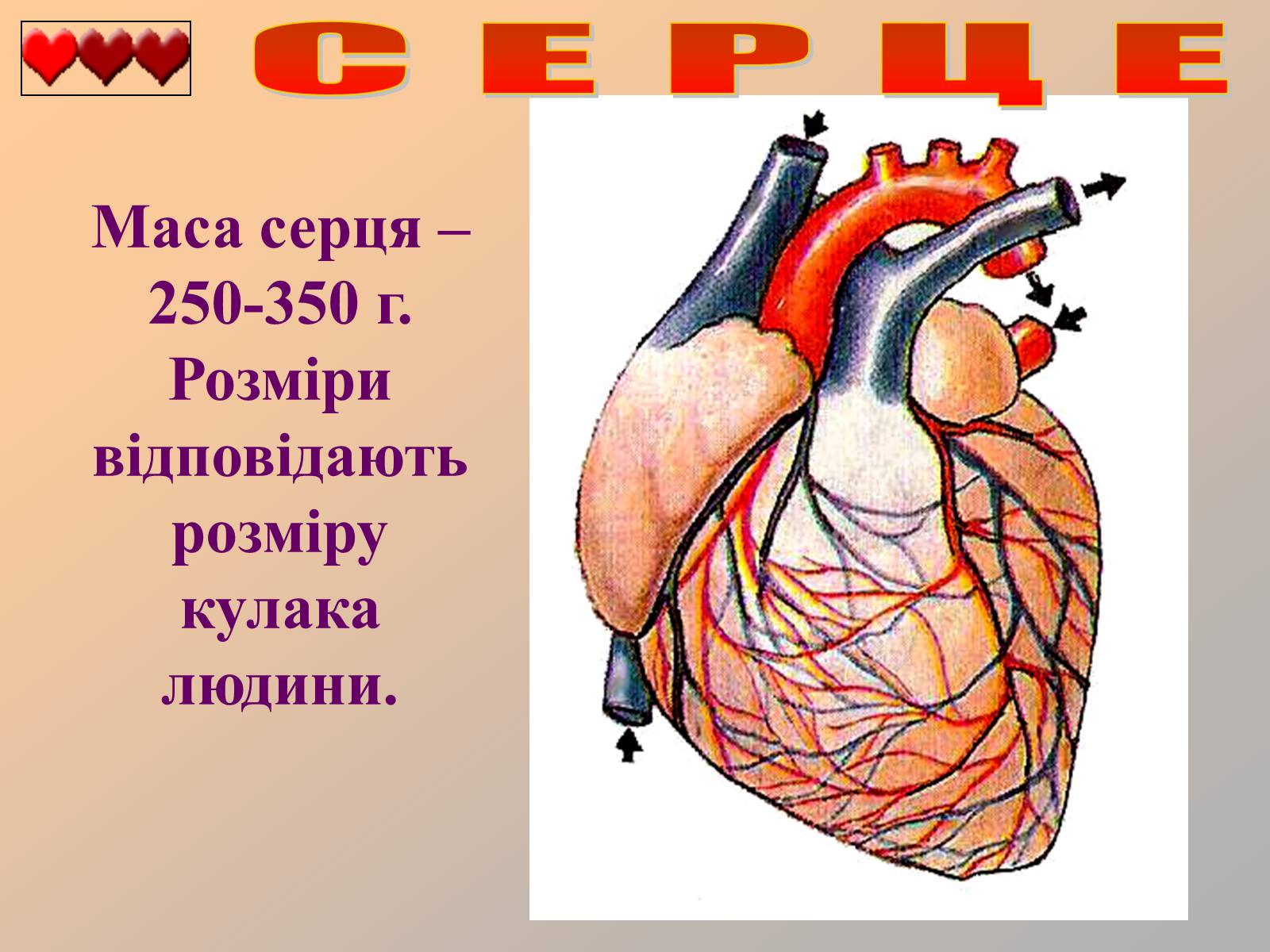 Презентація на тему «Серце людини» (варіант 1) - Слайд #13