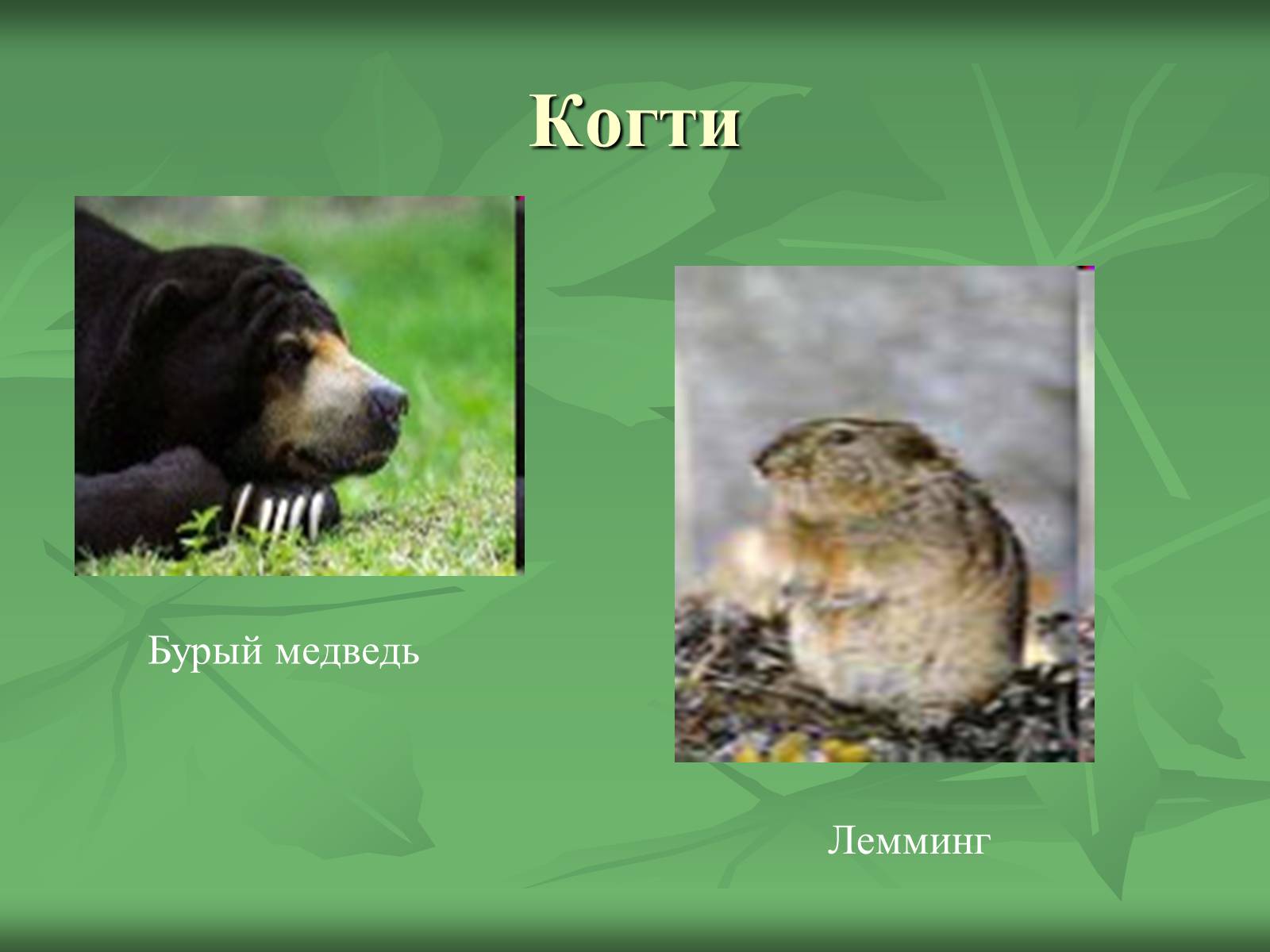 Презентація на тему «Класс Млекопитающие» (варіант 1) - Слайд #18