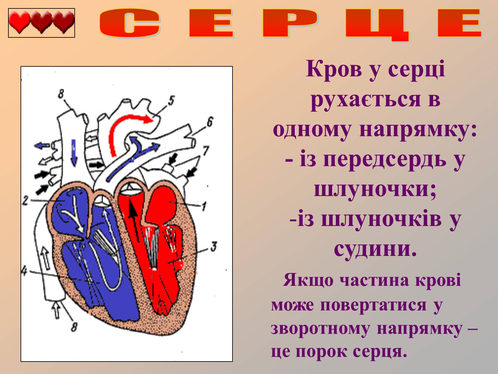 Презентація на тему «Серце людини» (варіант 1) - Слайд #14