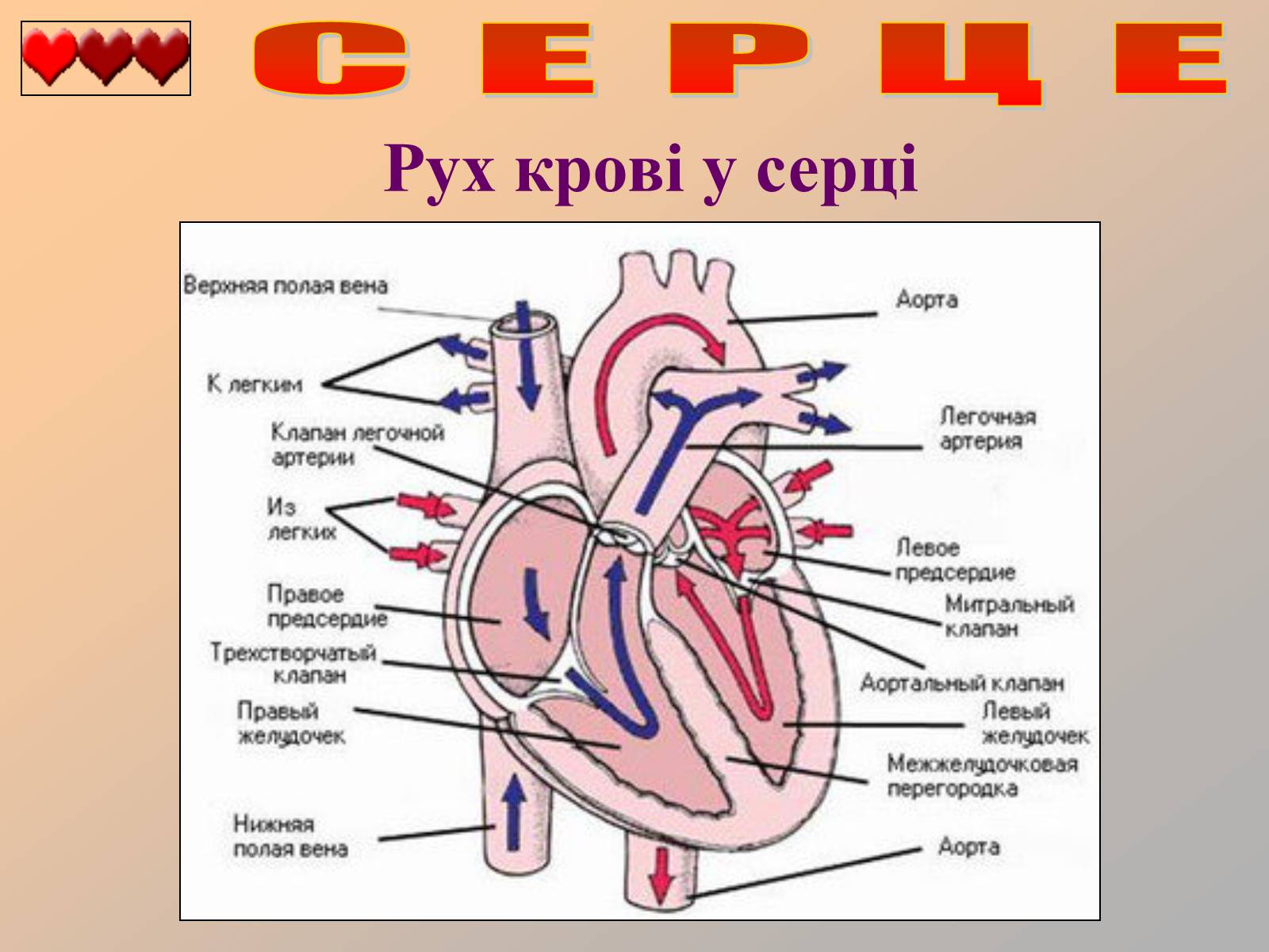 Презентація на тему «Серце людини» (варіант 1) - Слайд #15