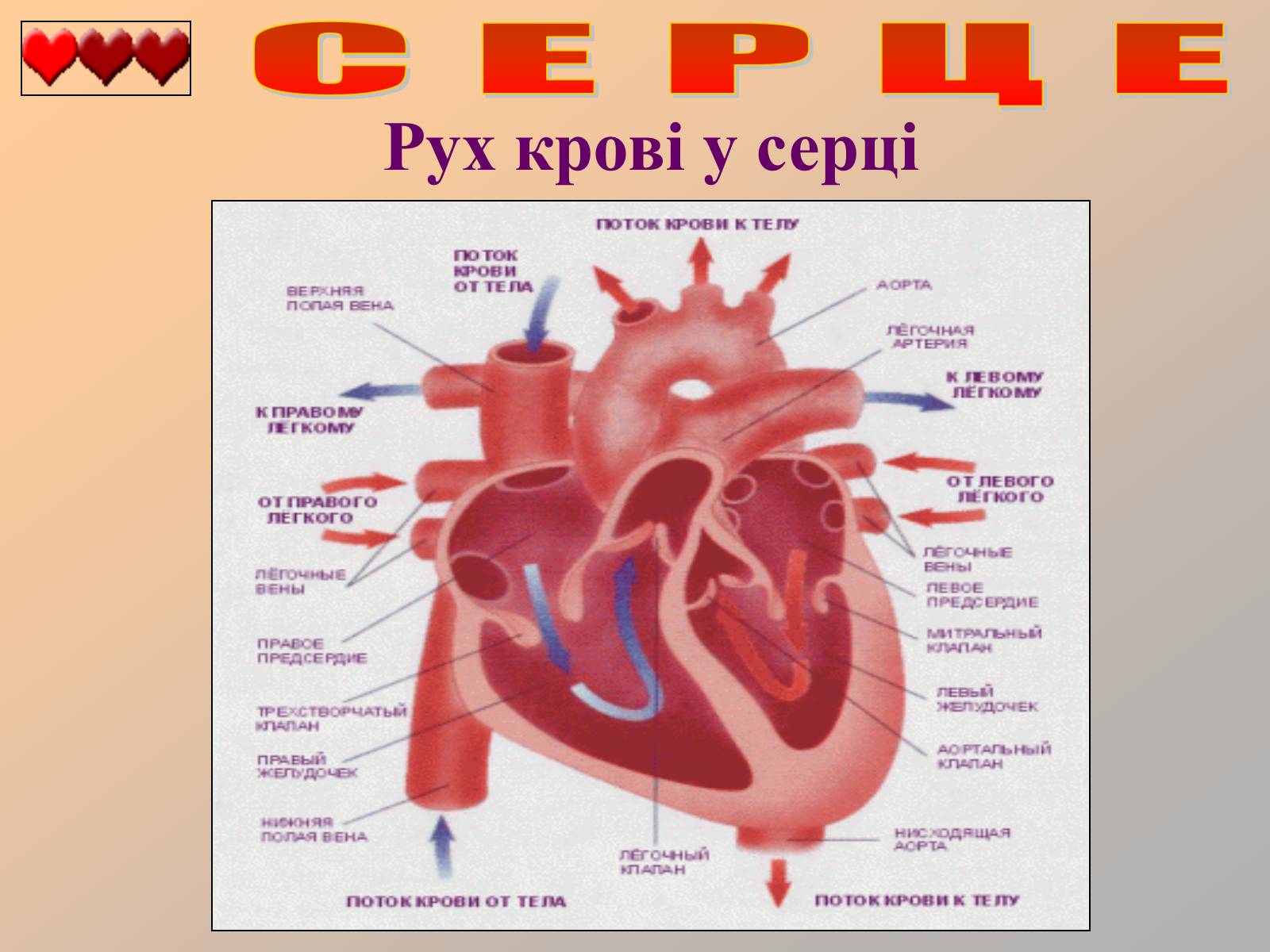 Презентація на тему «Серце людини» (варіант 1) - Слайд #16
