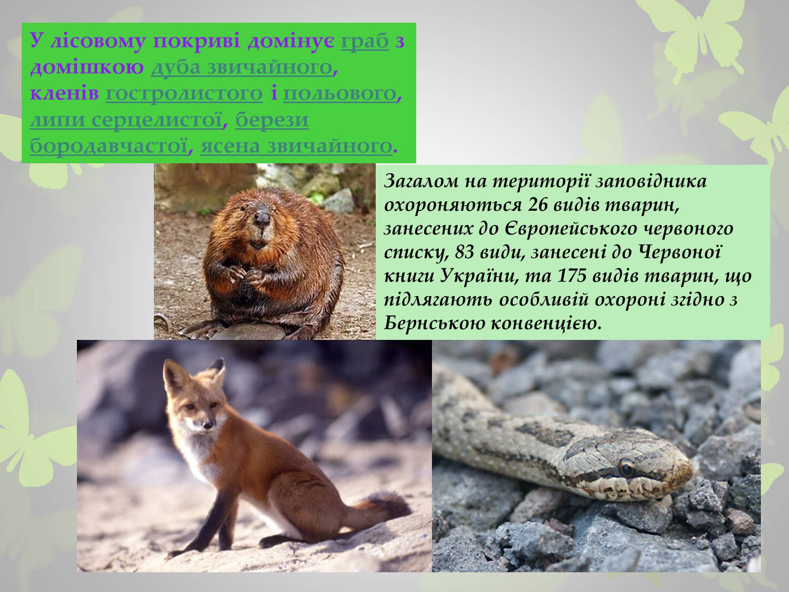 Презентація на тему «Природні заповідники України» (варіант 3) - Слайд #12