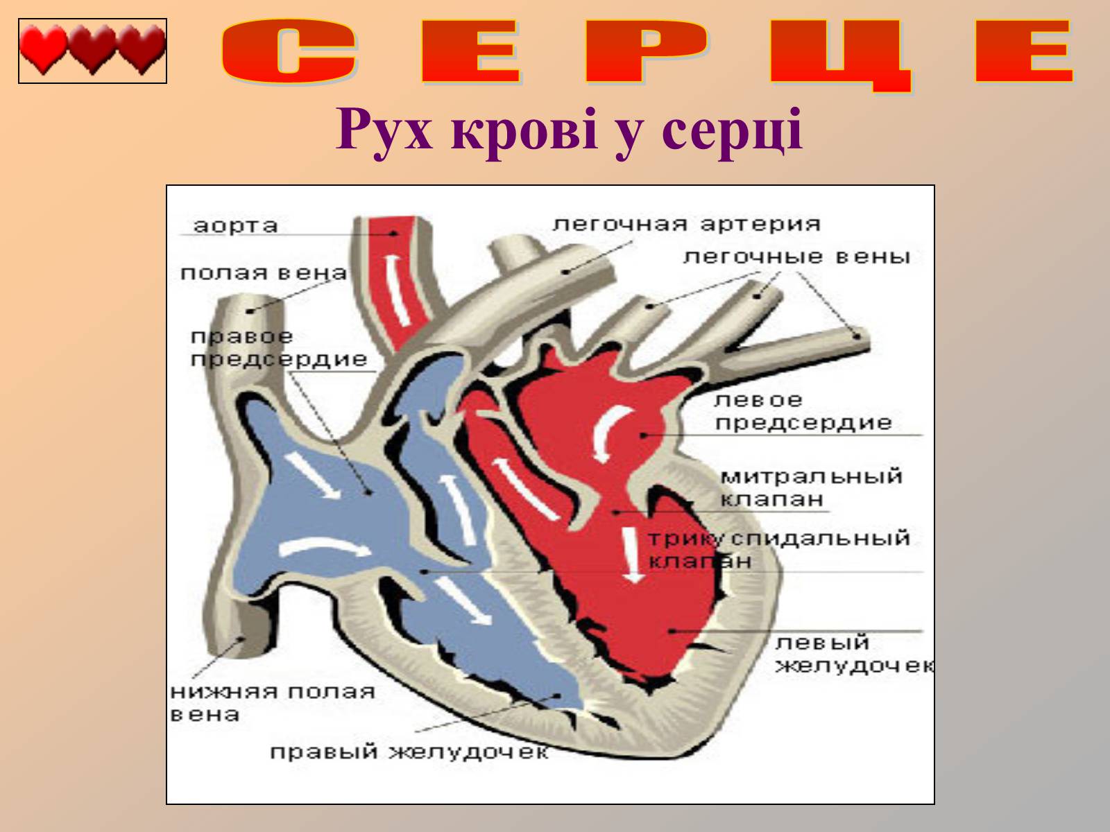 Презентація на тему «Серце людини» (варіант 1) - Слайд #17
