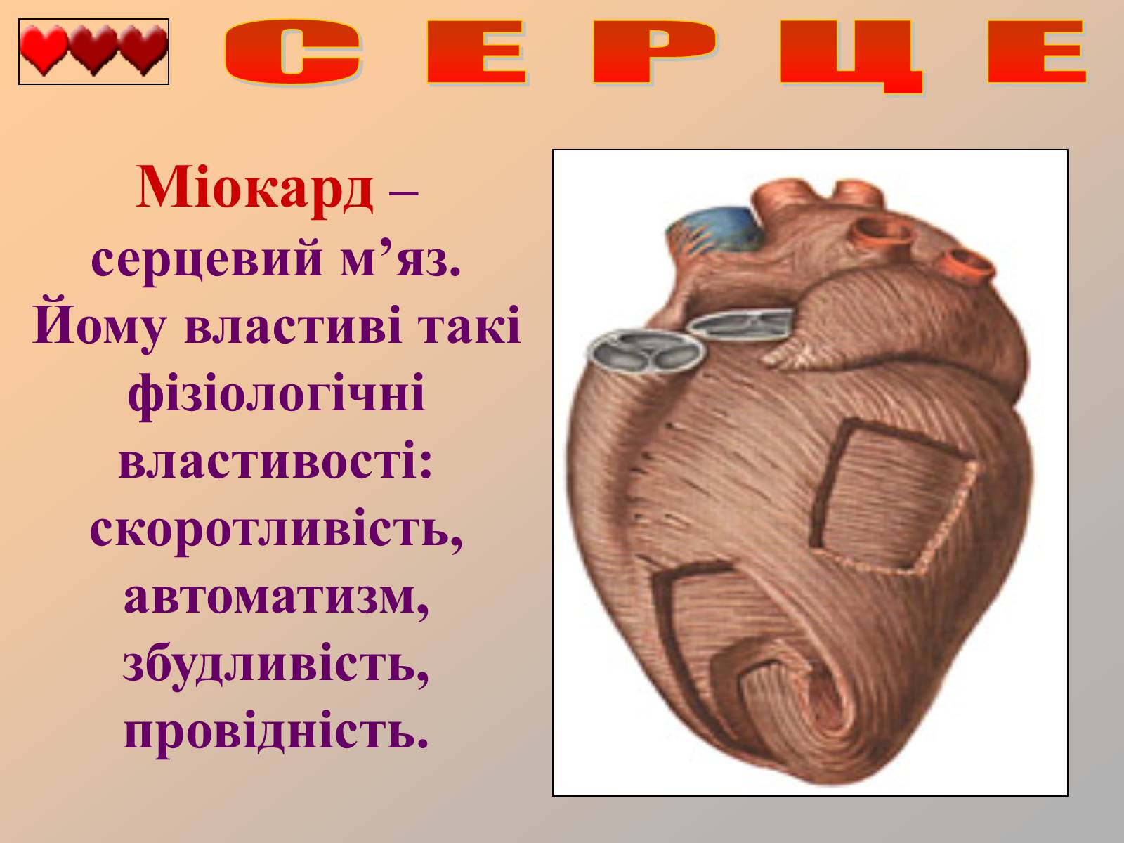 Презентація на тему «Серце людини» (варіант 1) - Слайд #19
