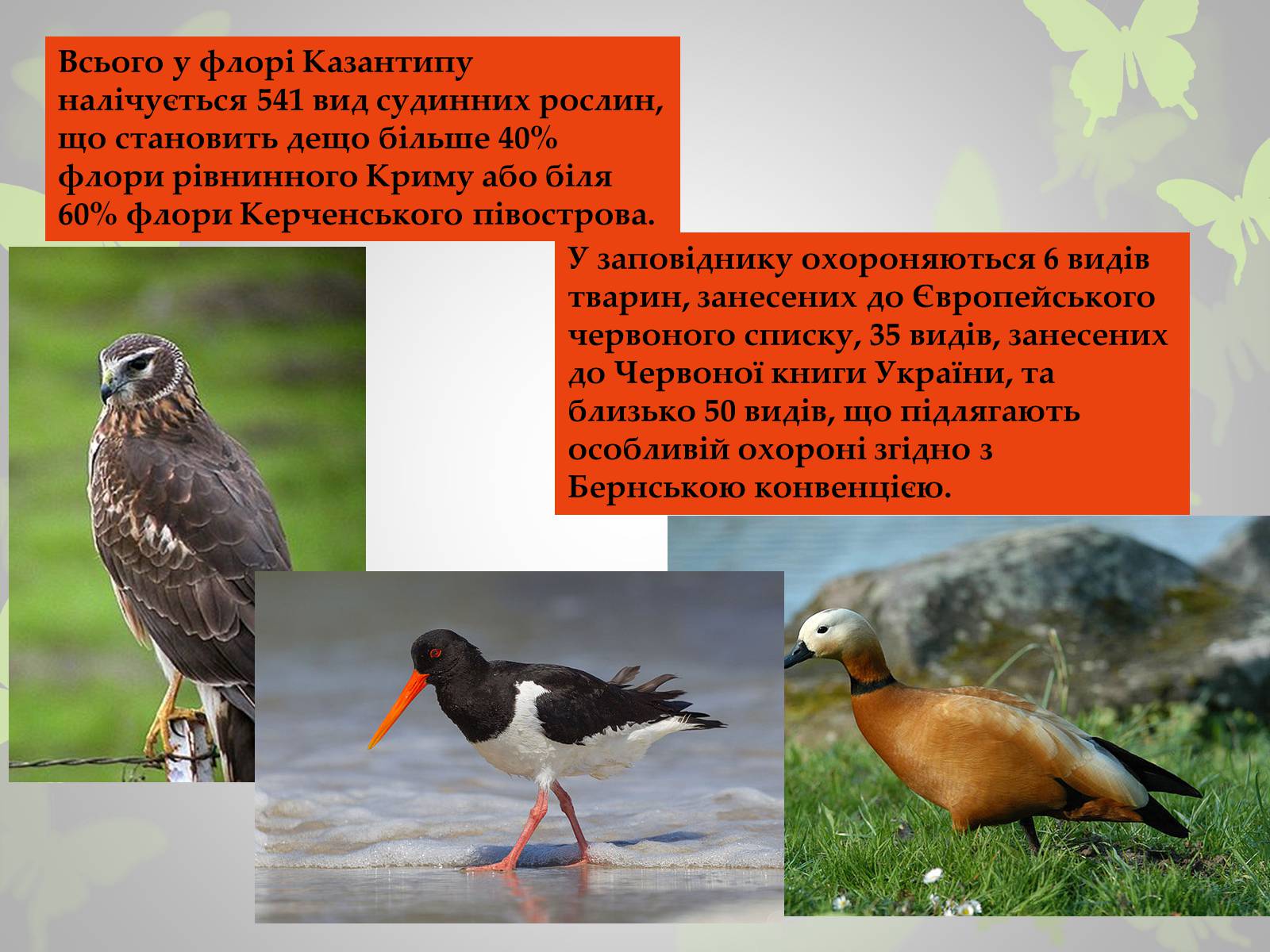 Презентація на тему «Природні заповідники України» (варіант 3) - Слайд #14