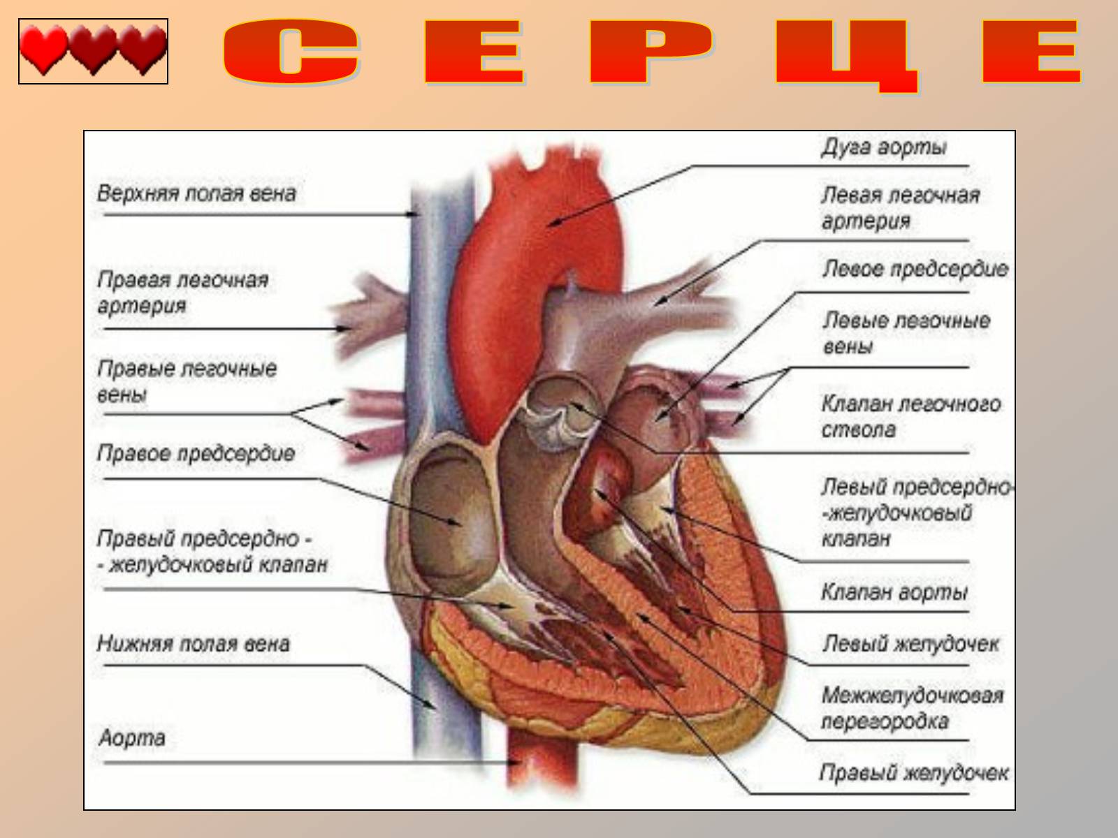 Презентація на тему «Серце людини» (варіант 1) - Слайд #22
