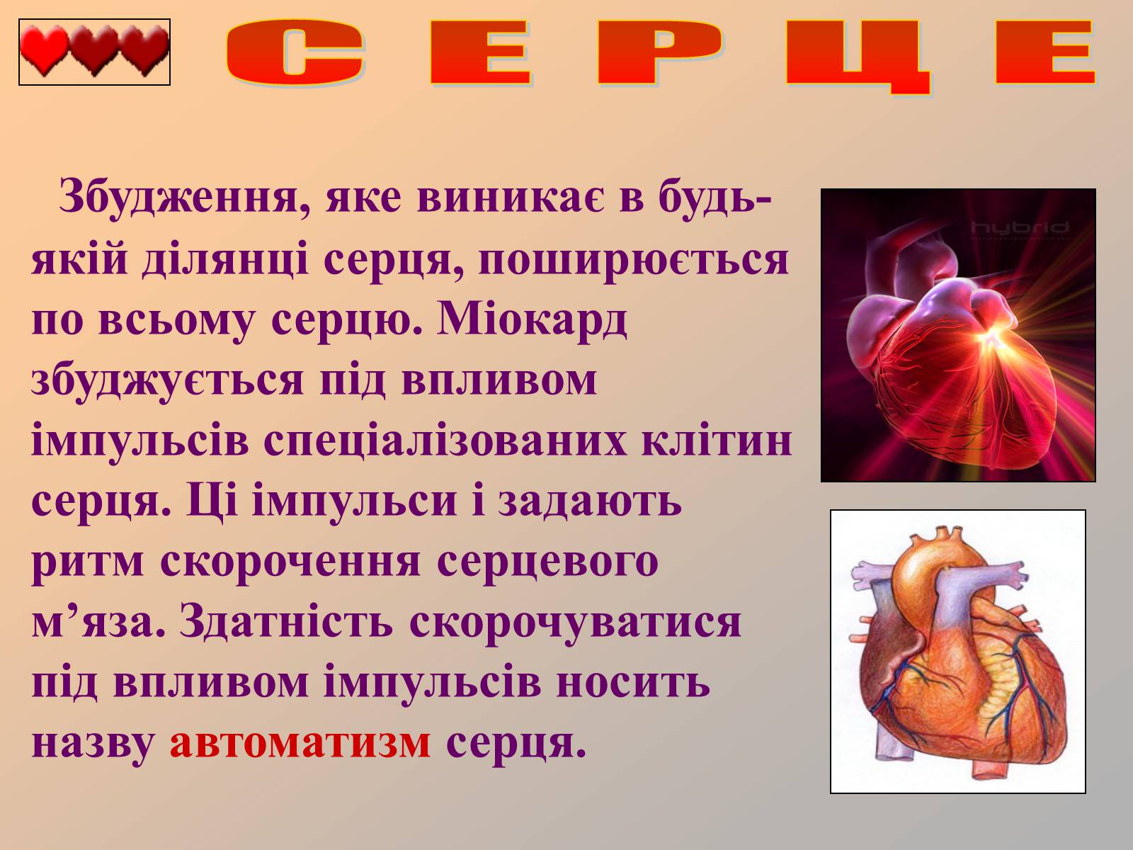 Презентація на тему «Серце людини» (варіант 1) - Слайд #24