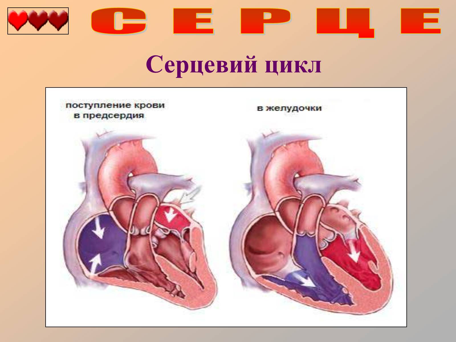 Презентація на тему «Серце людини» (варіант 1) - Слайд #29