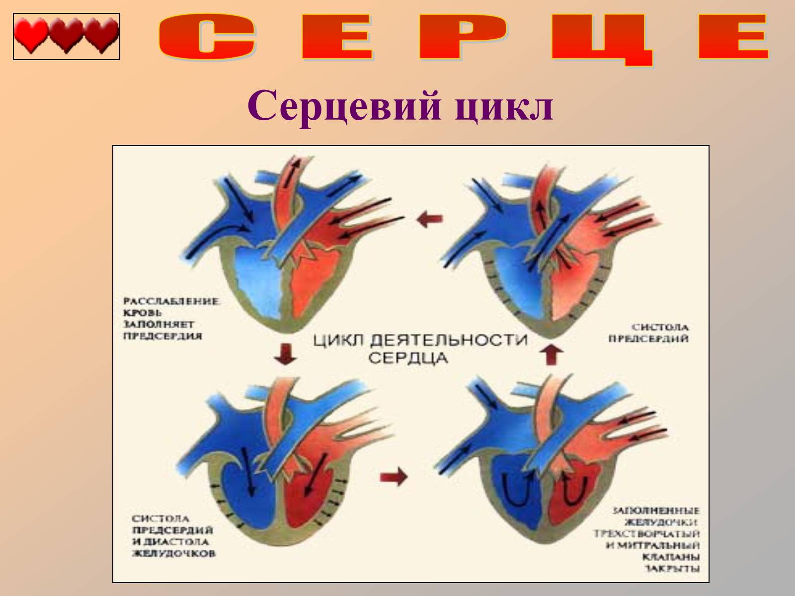 Презентація на тему «Серце людини» (варіант 1) - Слайд #30