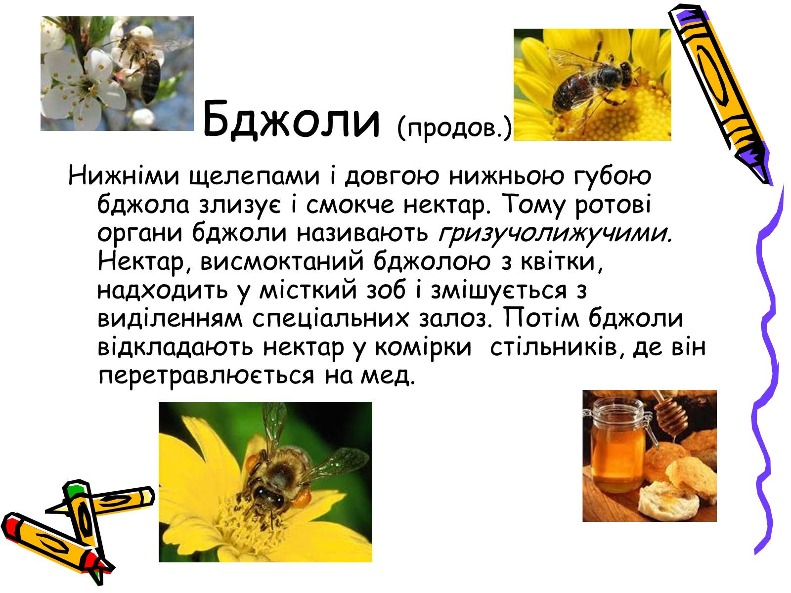 Презентація на тему «Бджоли – люди» - Слайд #5