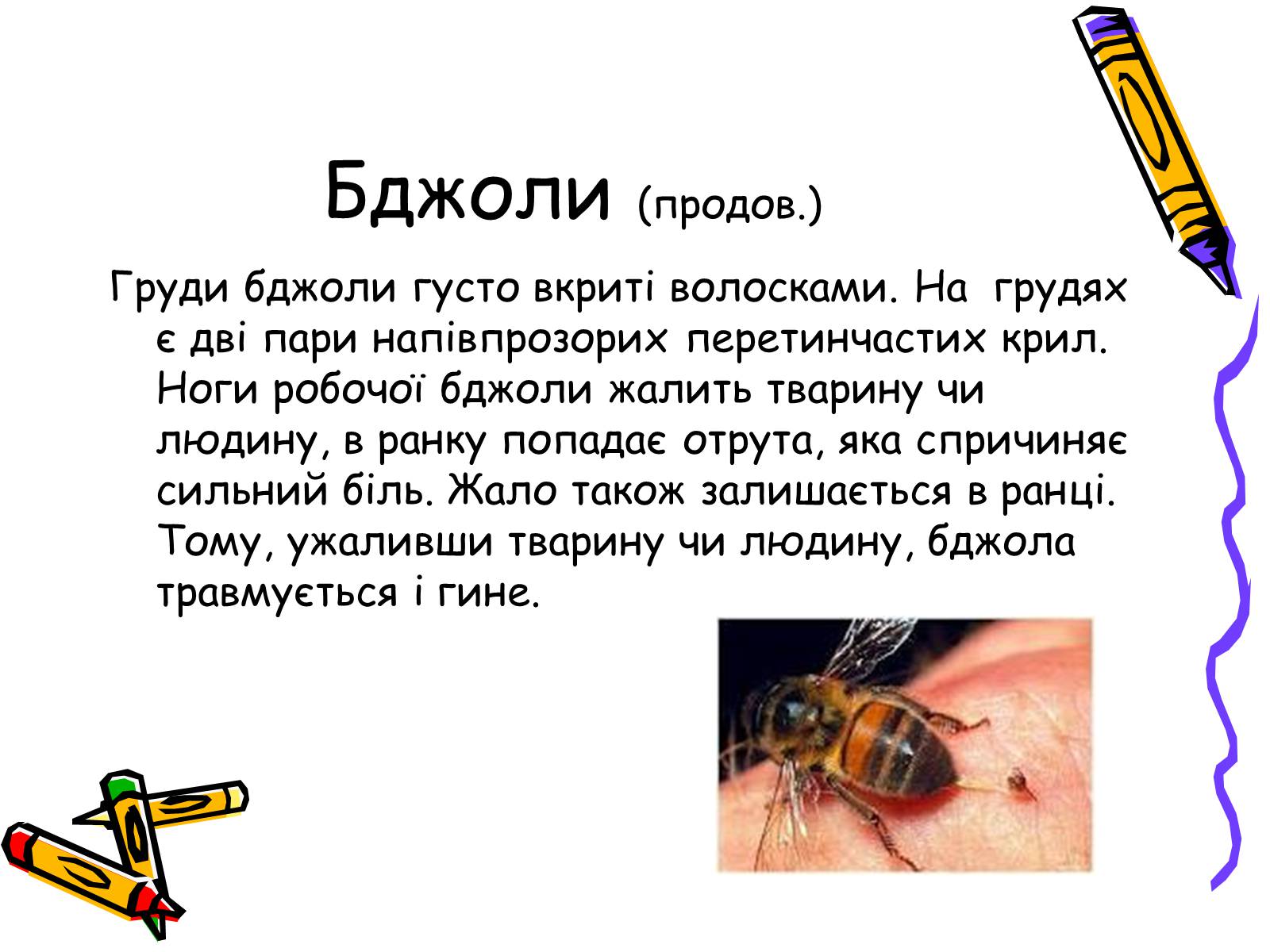 Презентація на тему «Бджоли – люди» - Слайд #6