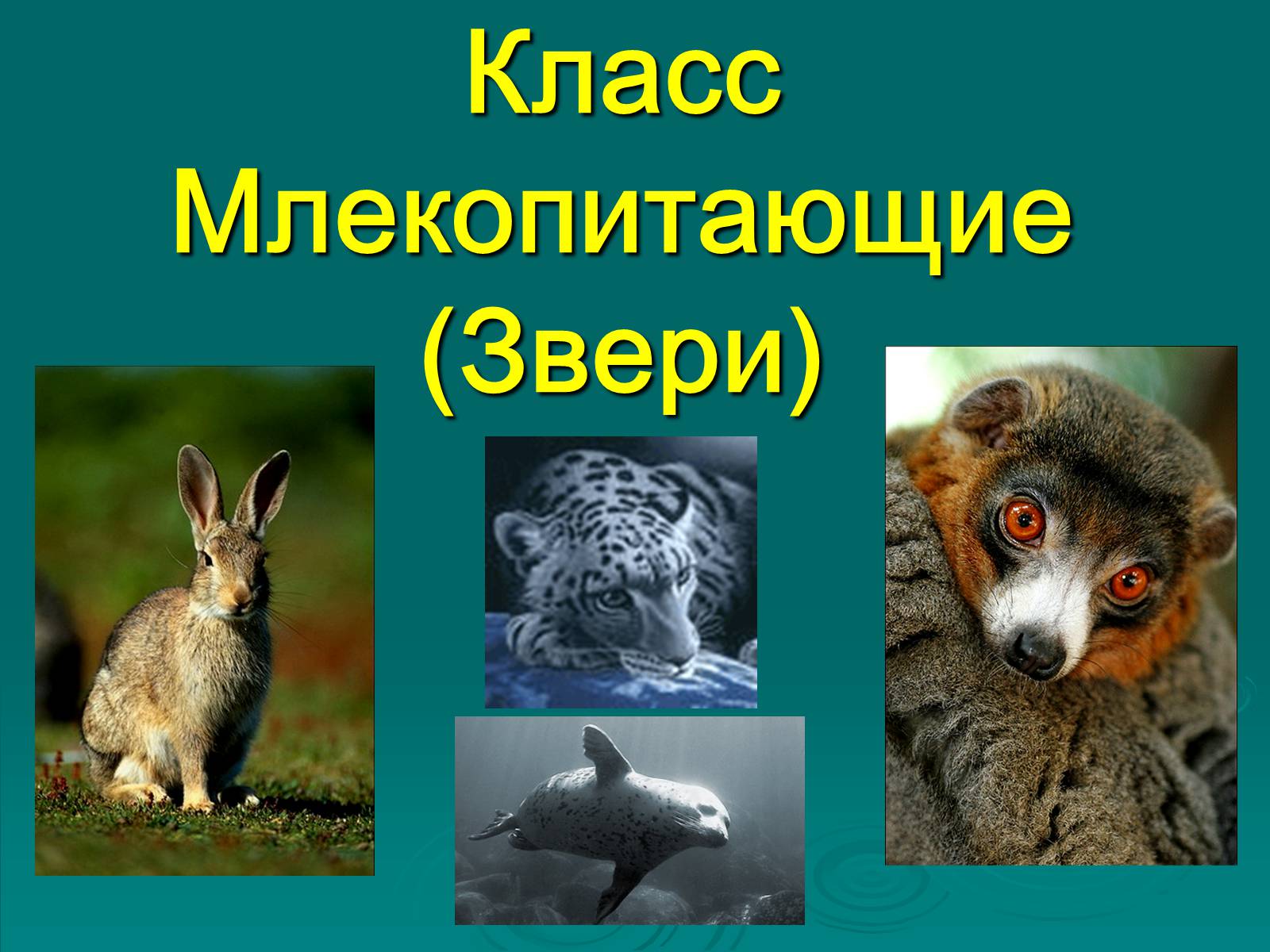 Презентація на тему «Класс Млекопитающие» (варіант 2) - Слайд #1