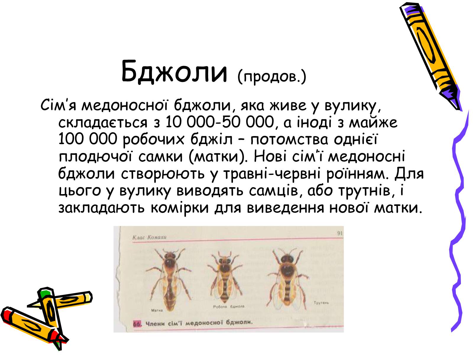 Презентація на тему «Бджоли – люди» - Слайд #7