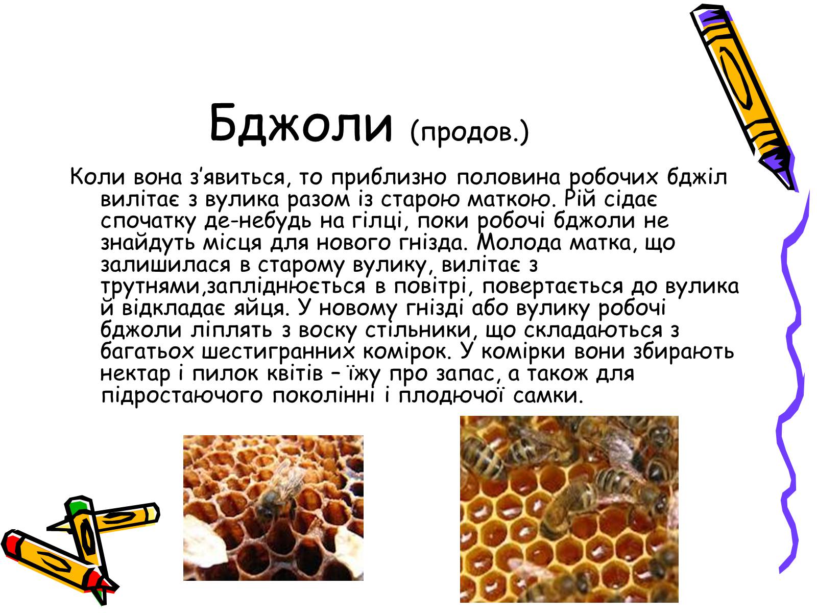 Презентація на тему «Бджоли – люди» - Слайд #8